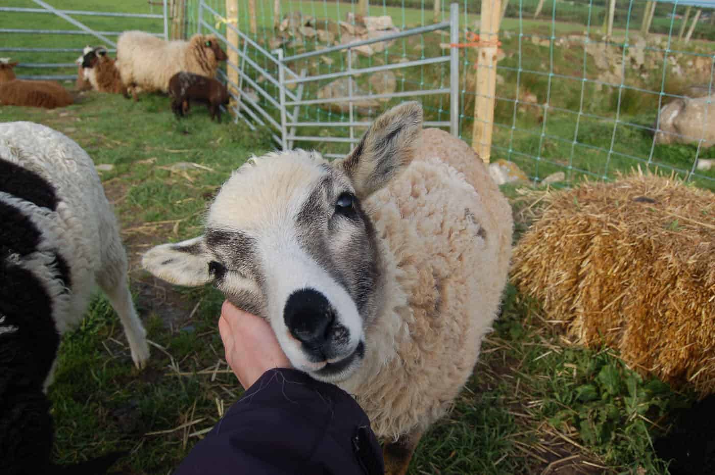 patchwork sheep sweet pet smudge cute lamb golden soay cross shetland jacob sheep