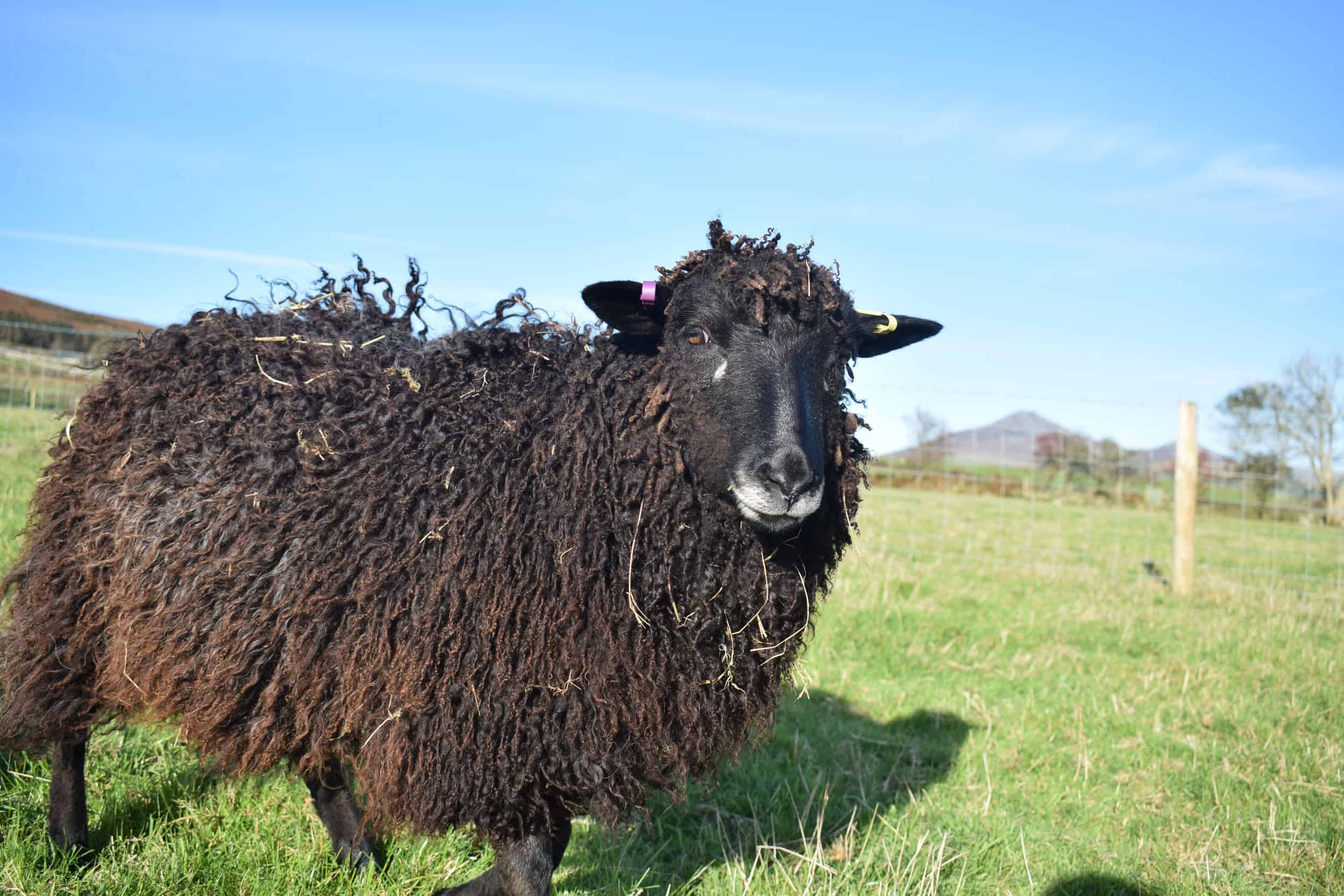 Tatty longwool lamb races coloured leicester longwool shetland gotland sheep ewe lamb kind fibre sheep frendly ethical wool products cross 7