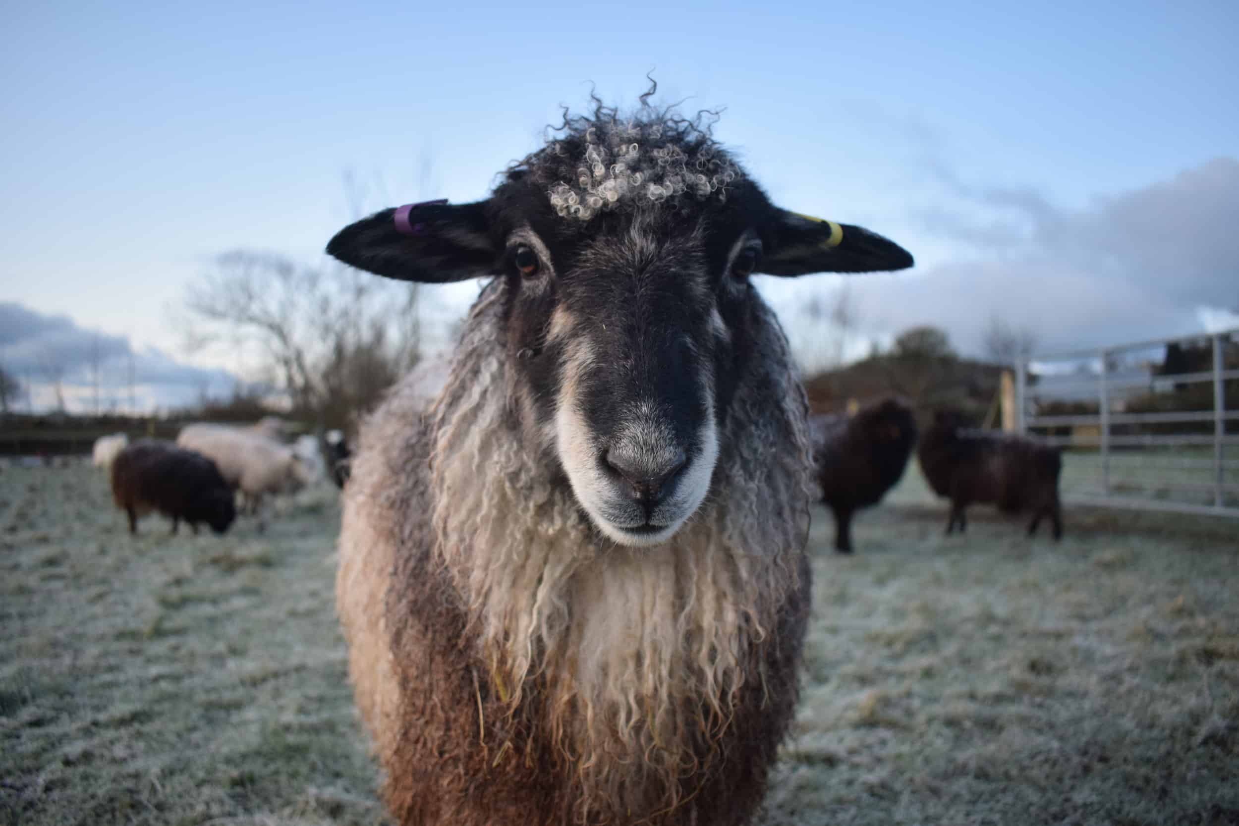 Jemima sheep farm animals coloured leicester longwool gotland sheep shetland ewe lamb kind fibre british wool grey 2