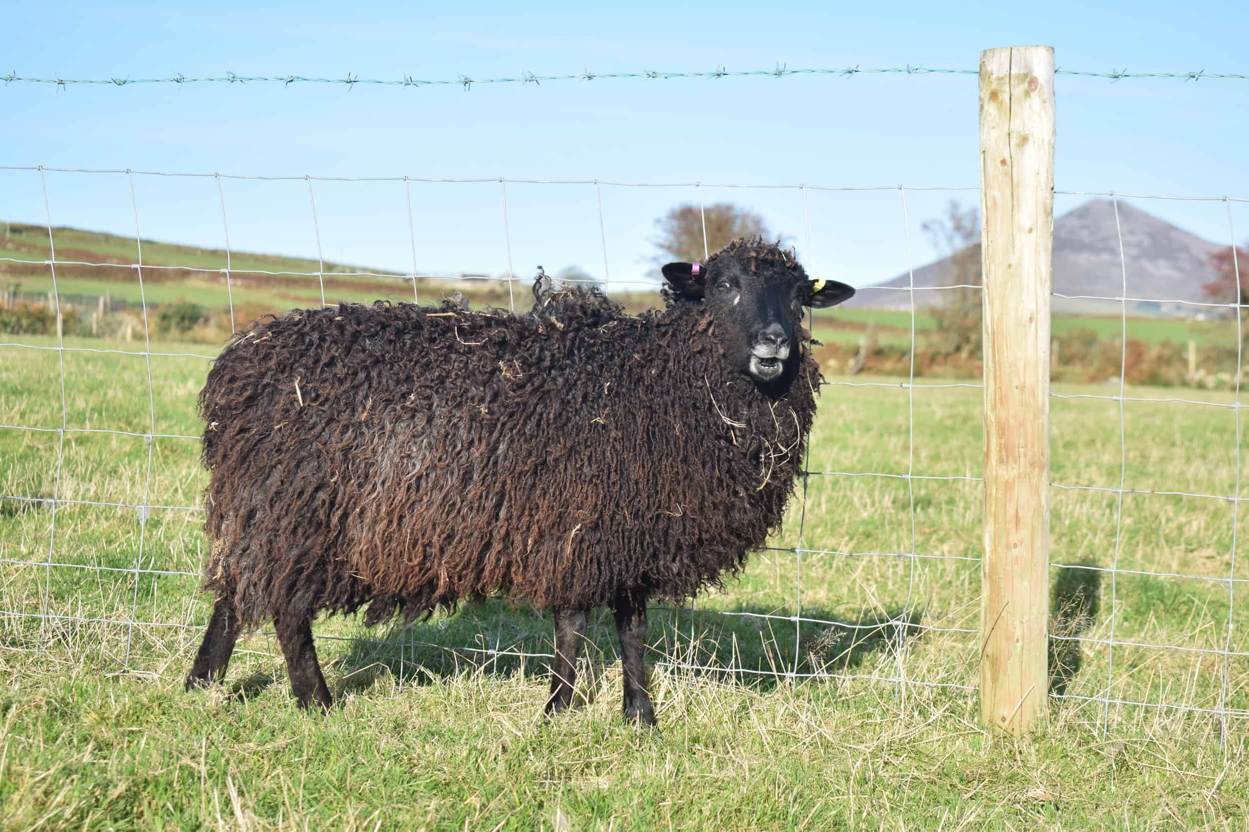 Tatty lamb races coloured leicester longwool shetland gotland sheep ewe lamb kind fibre sheep frendly ethical wool products cross  3
