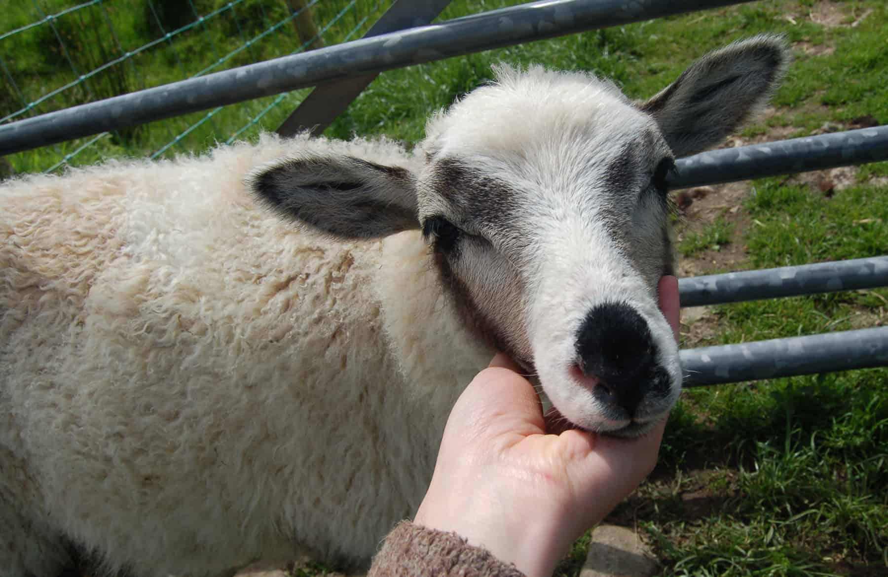 patchwork sheep pet sheepsmudge cute lamb golden soay cross shetland jacob sheep