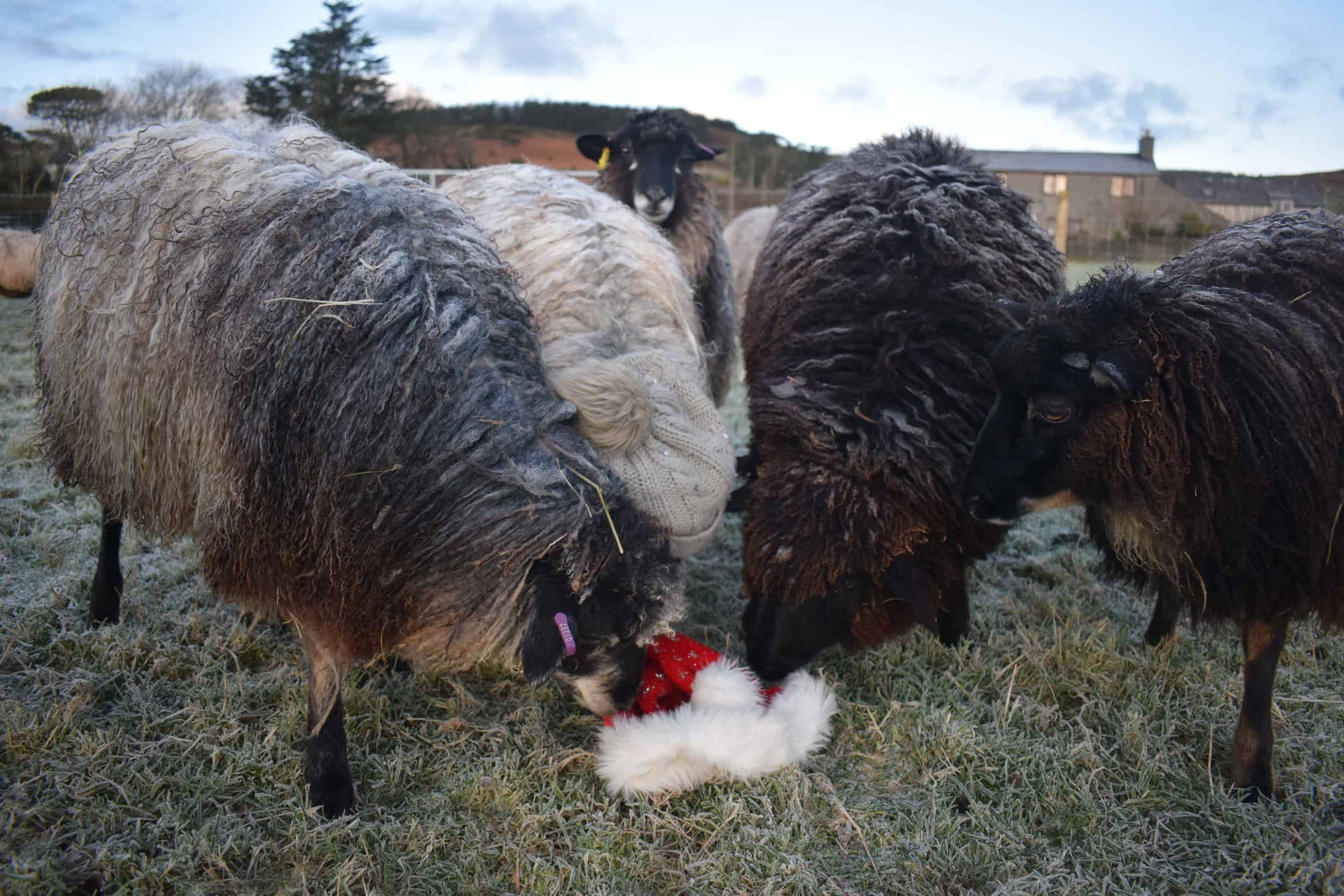 Jemima sheep santa hat christmas farm animals coloured leicester longwool gotland sheep shetland 2