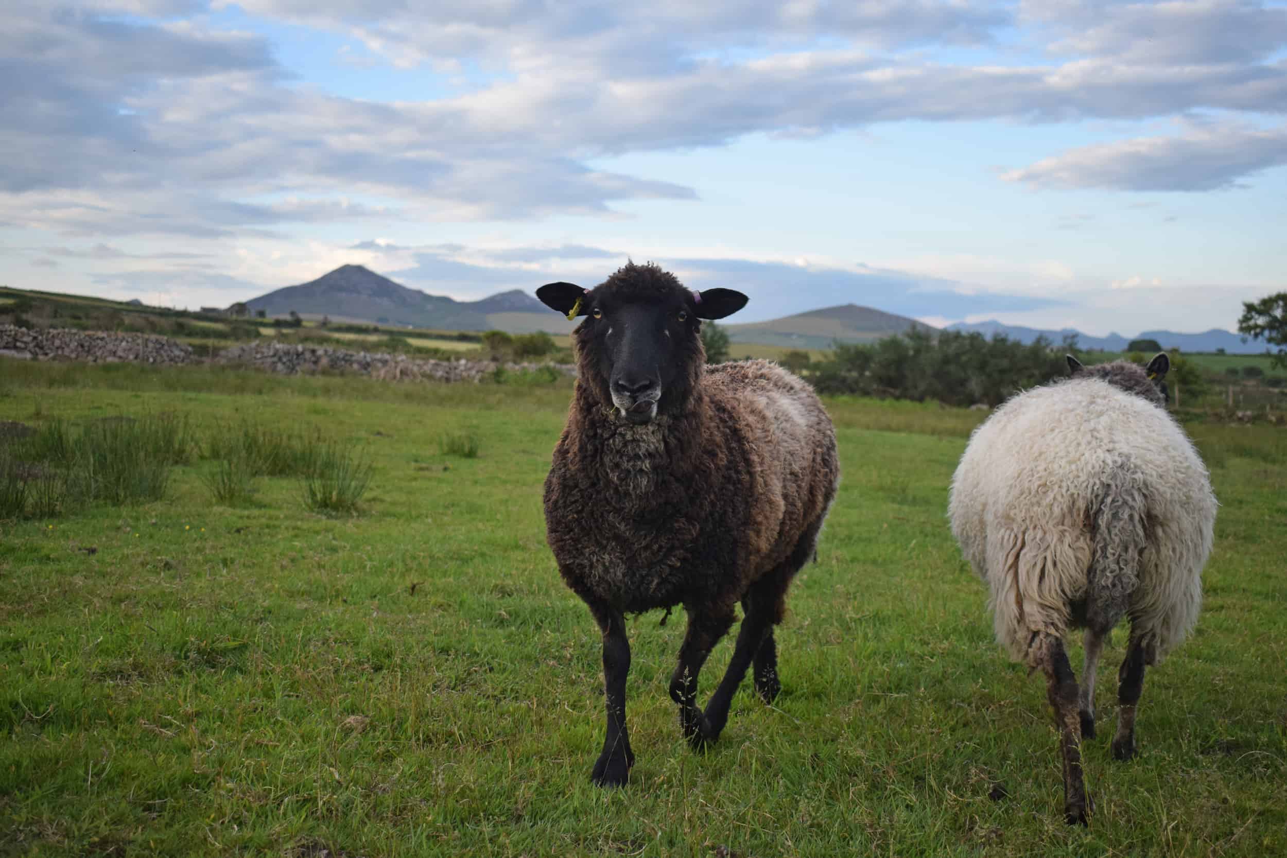 Jasmine coloured leicester longwool cross gotland shetland shearling ewe