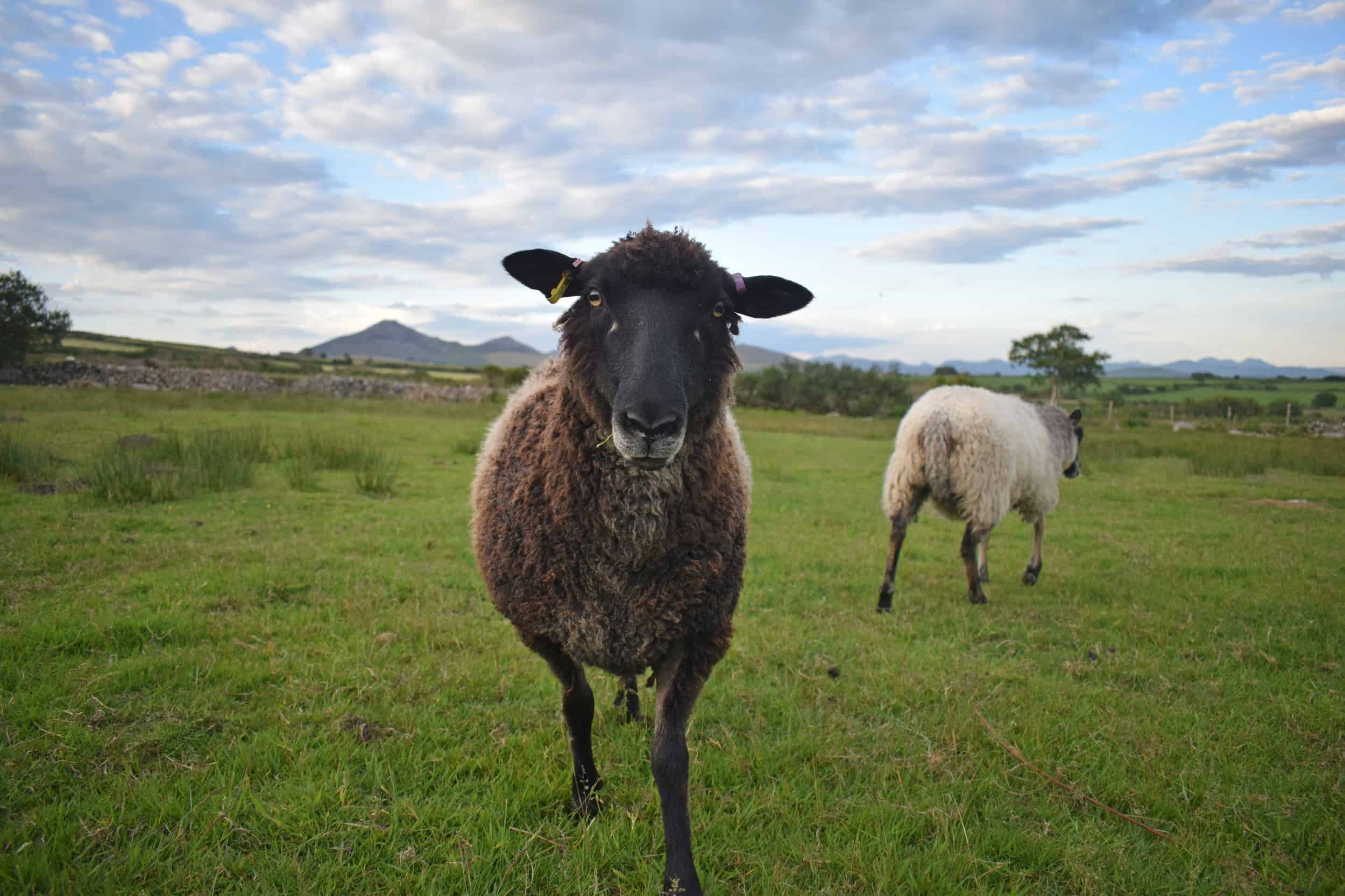 Jasmine coloured leicester longwool cross gotland shetland shearling ewe sustainable sheep
