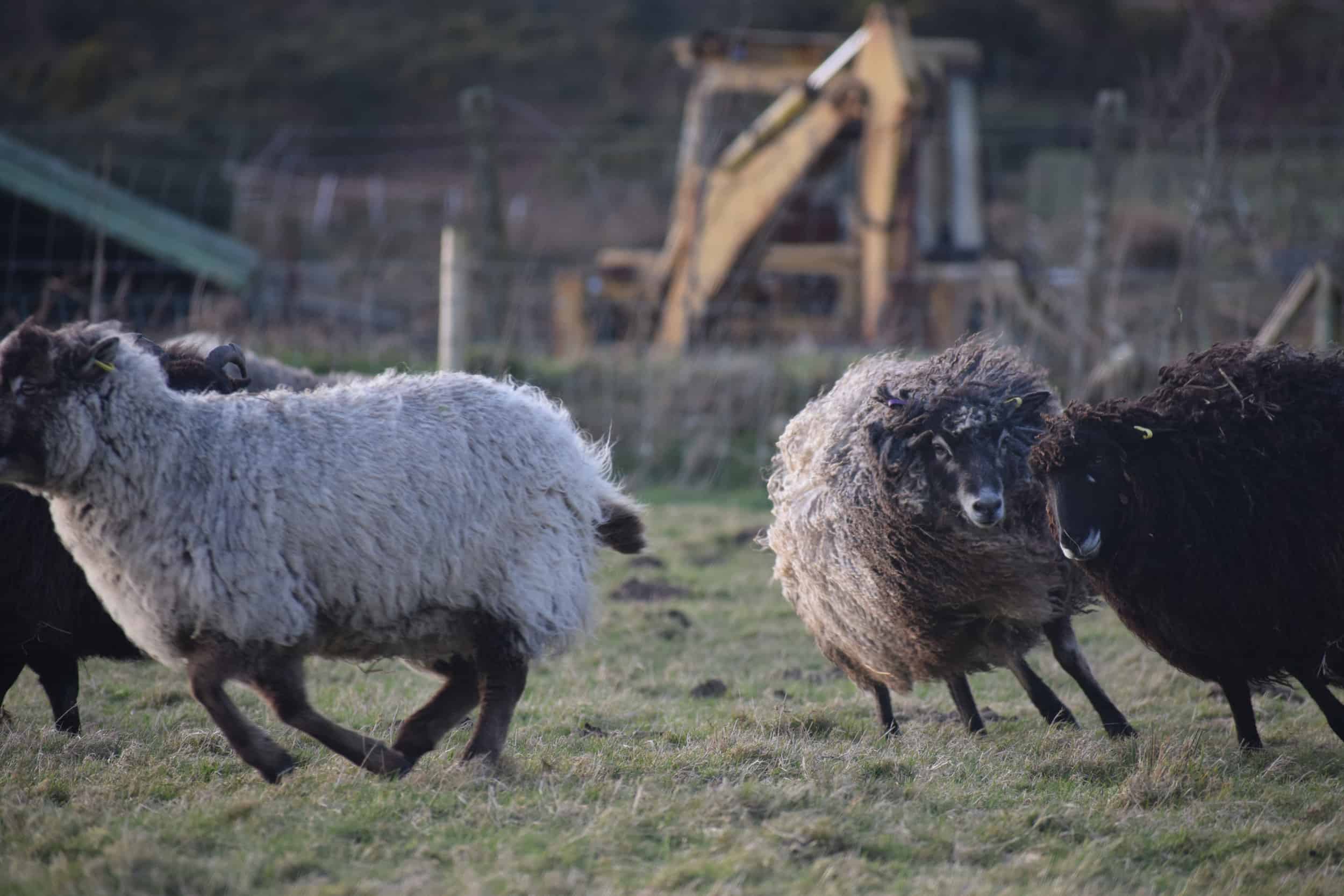 Tatty lamb races coloured leicester longwool shetland gotland sheep ewe lamb kind fibre sheep frendly ethical wool products cross