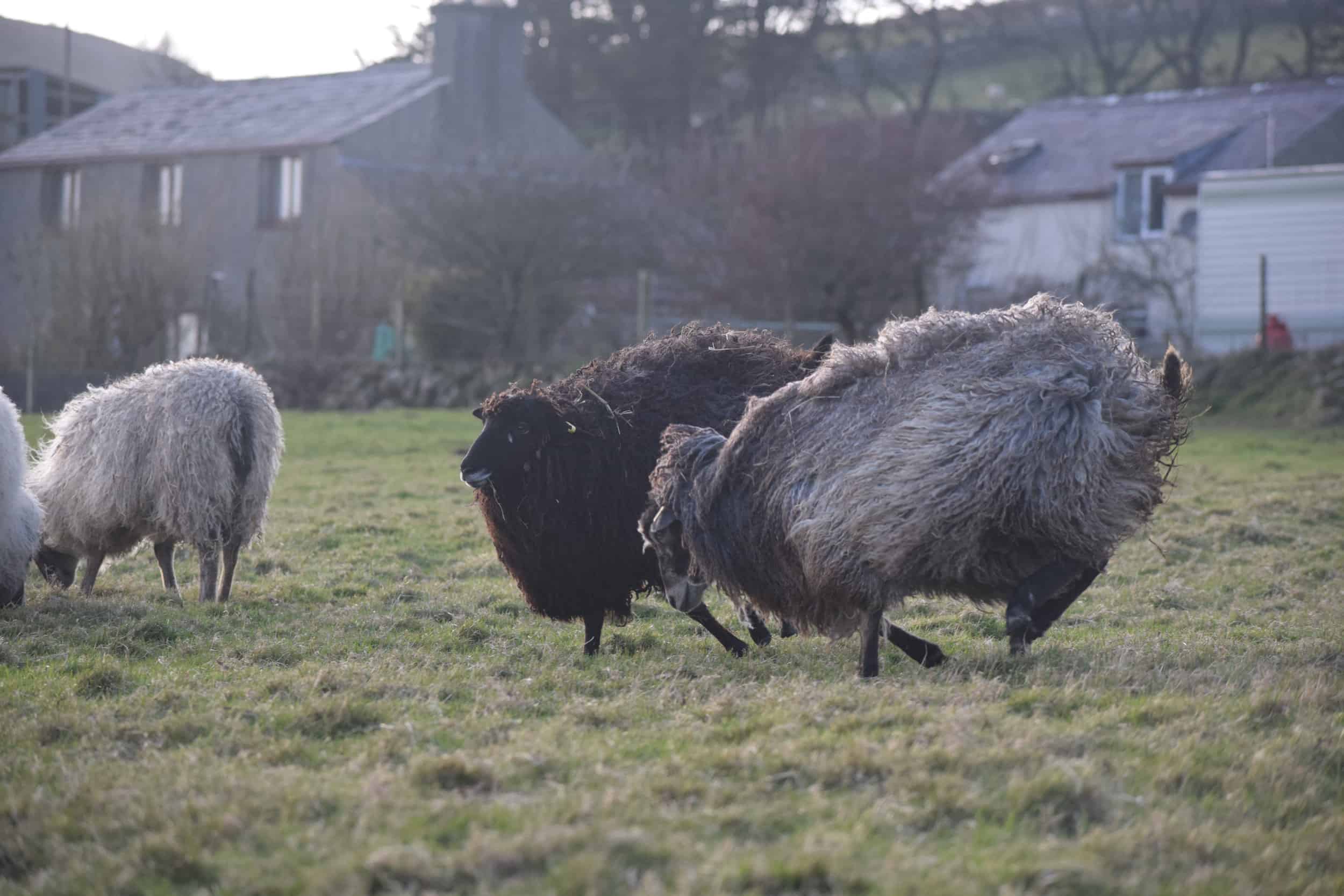Jemima sheep farm animals coloured leicester longwool gotland sheep shetland ewe lamb kind fibre british wool grey amazing fleeces 3