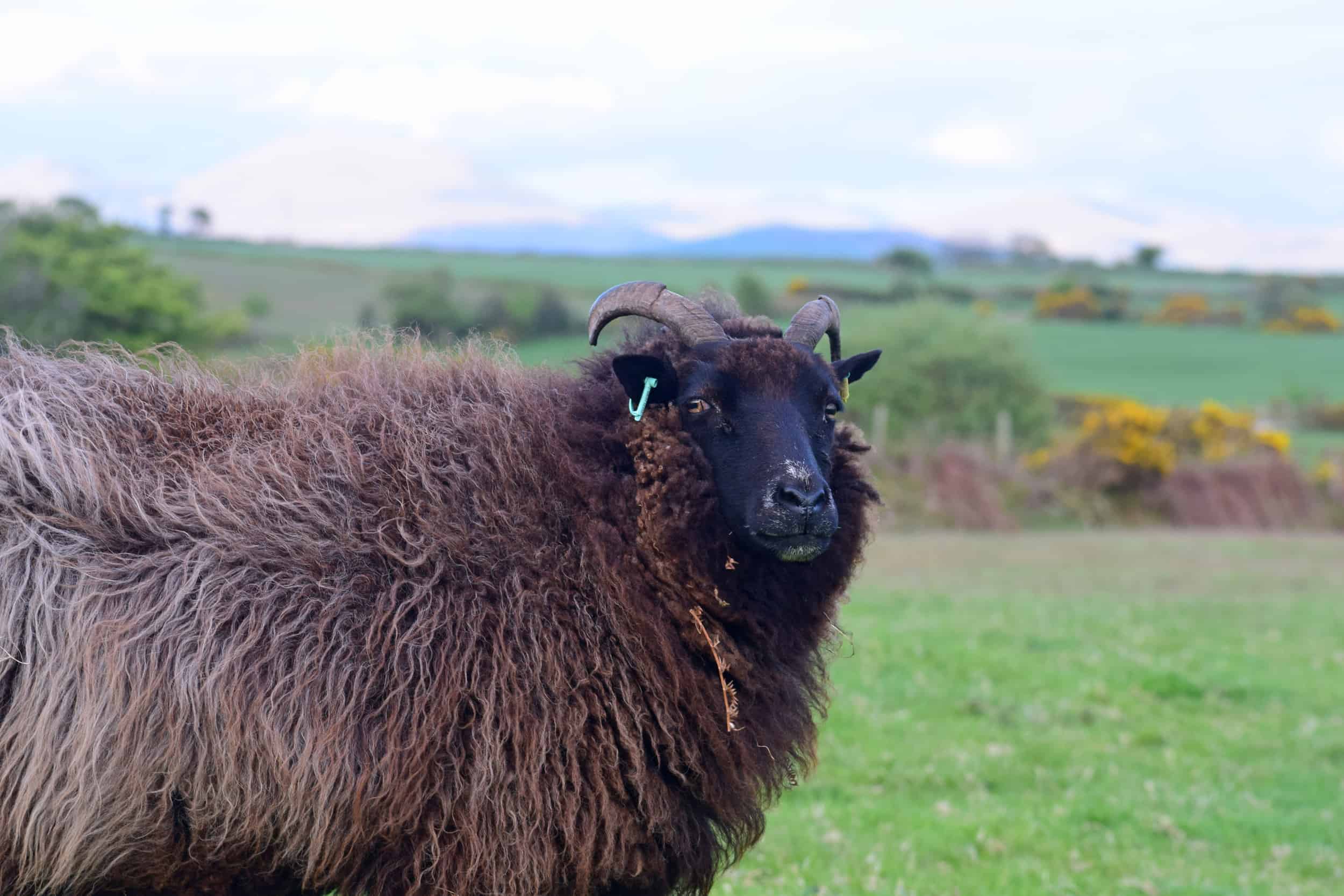 Magic pet sheep jacob cross shetland magical patchwork sheep