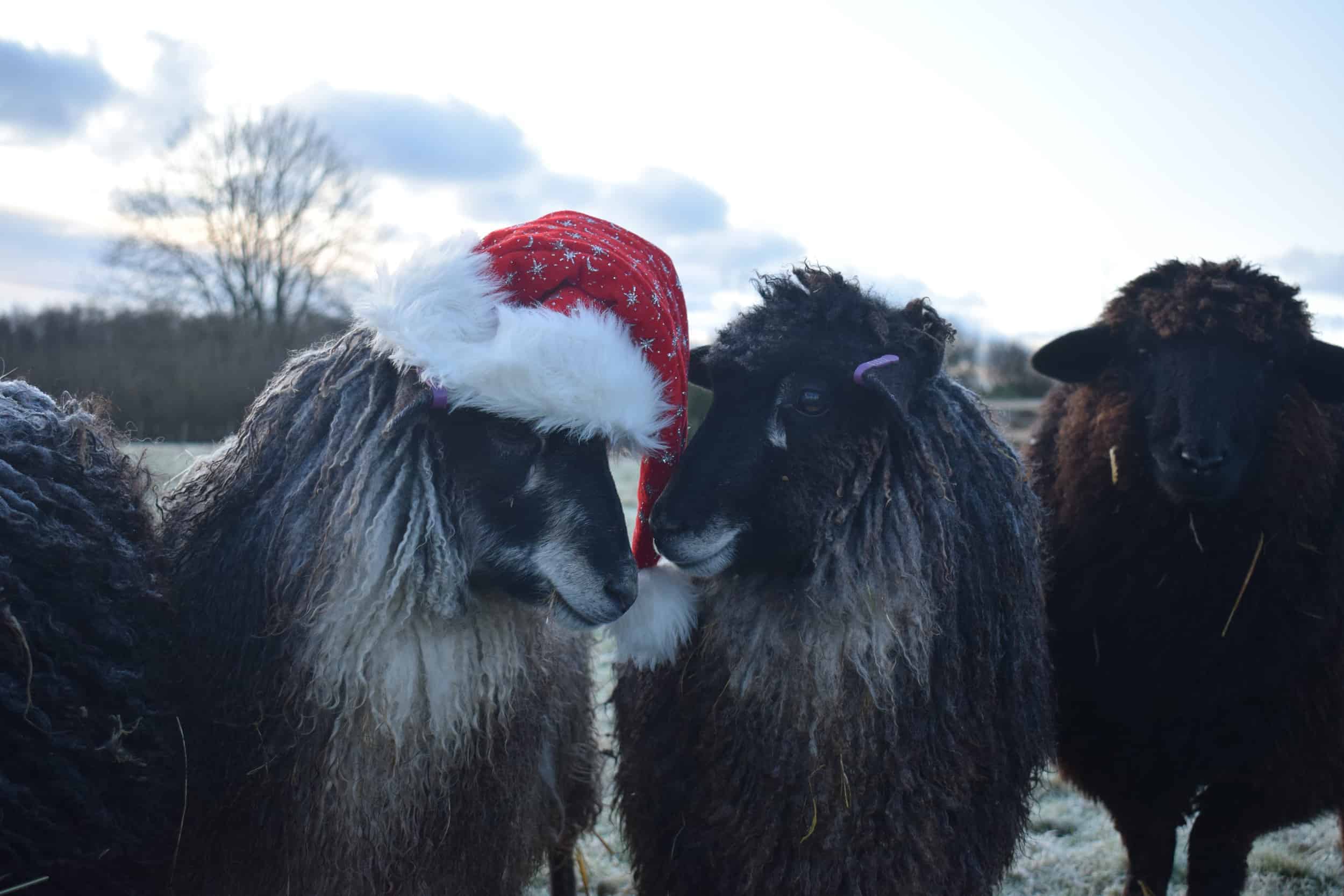 Jemima sheep santa hat christmas farm animals coloured leicester longwool gotland sheep shetland 4