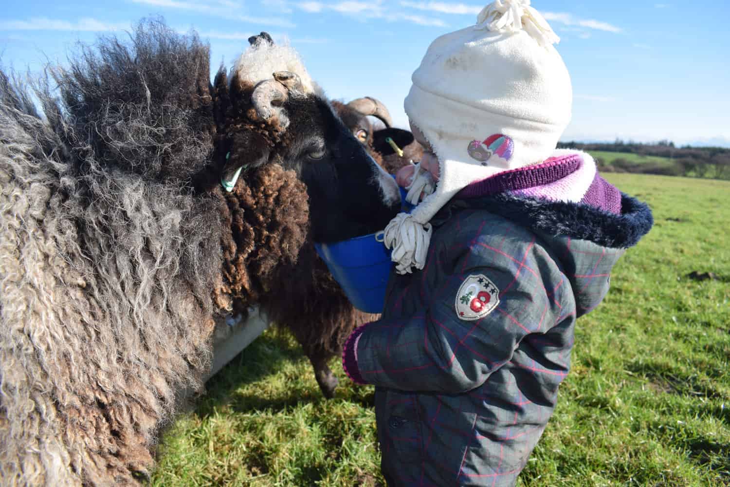 Holly pet lamb sheep jacob cross shetland spotted black grey white wales gwynedd kids farm life 3