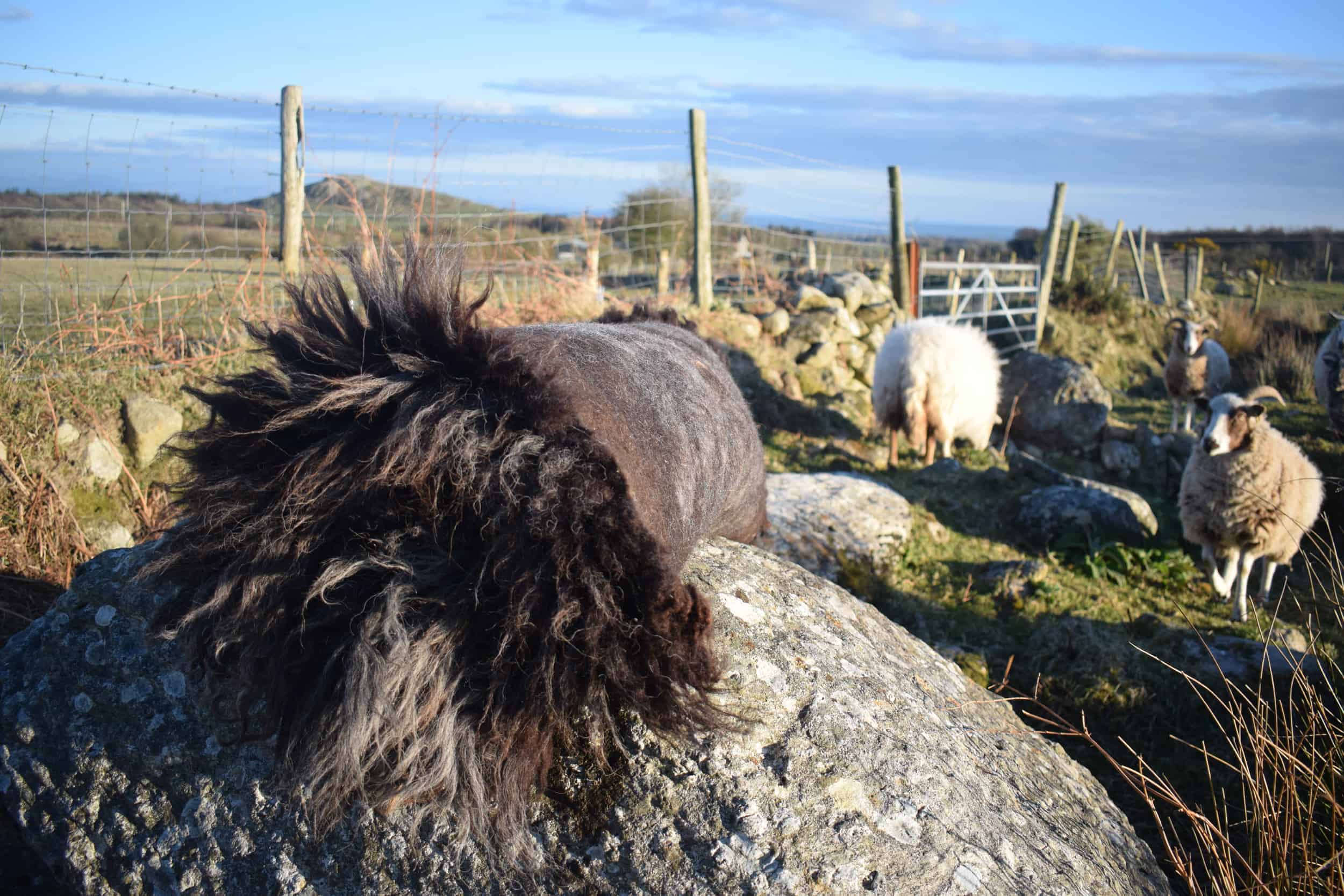 Gem felted fleece rug grey vegetarian sheepskinethical kindblack welsh mountain jacob shetland cross sheeo wild hairy black beauty 2
