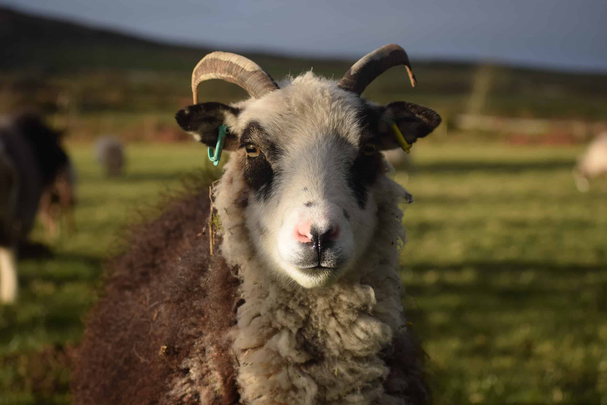 patchwork sheep blossom soay cross shetland sheep ewe