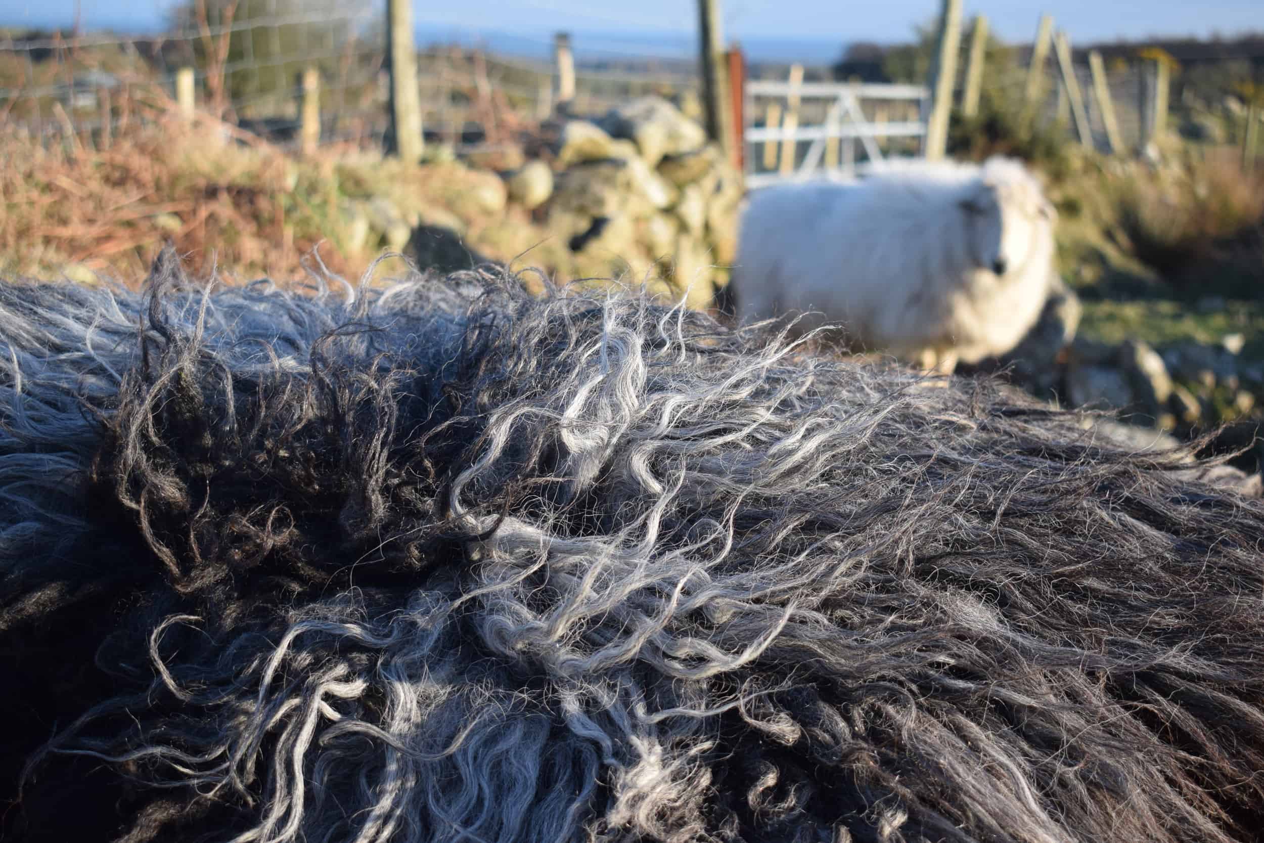 Gem felted fleece rug grey vegetarian sheepskinethical kindblack welsh mountain jacob shetland cross sheeo wild hairy black beauty 3