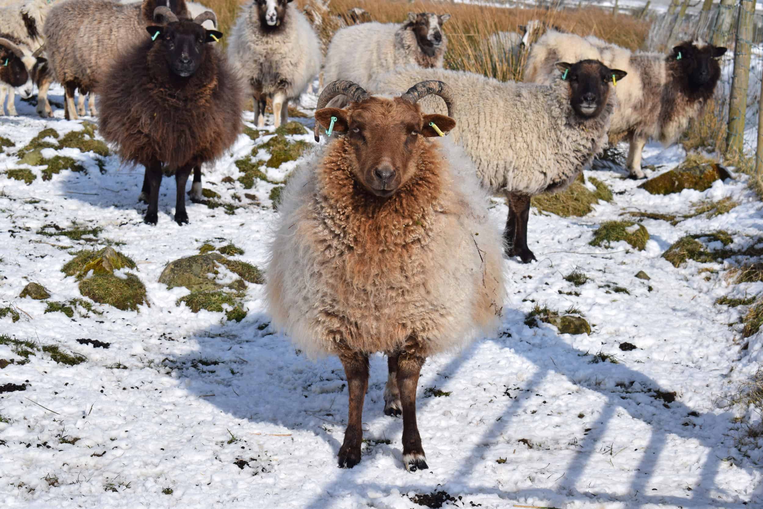 Harriet moorit brown sheep jacob cross shetland snow winter