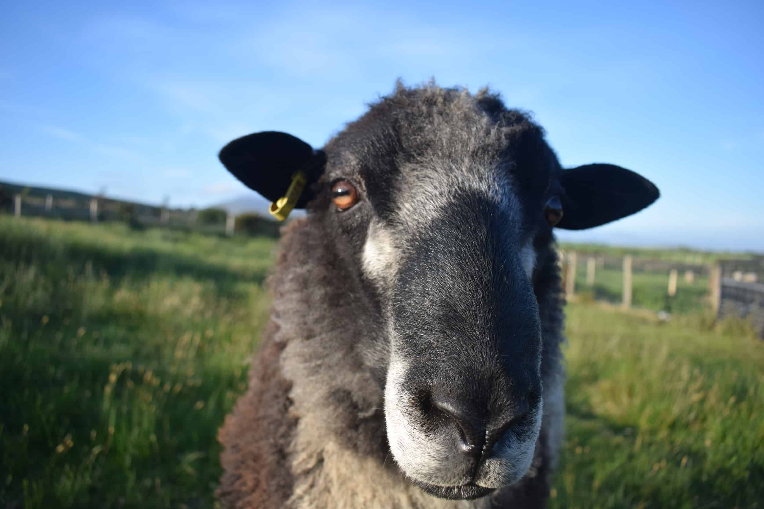 Bruno yearling ram coloured leicester longwool gotland shetland sheep crossbreed english blue kind fibre 3