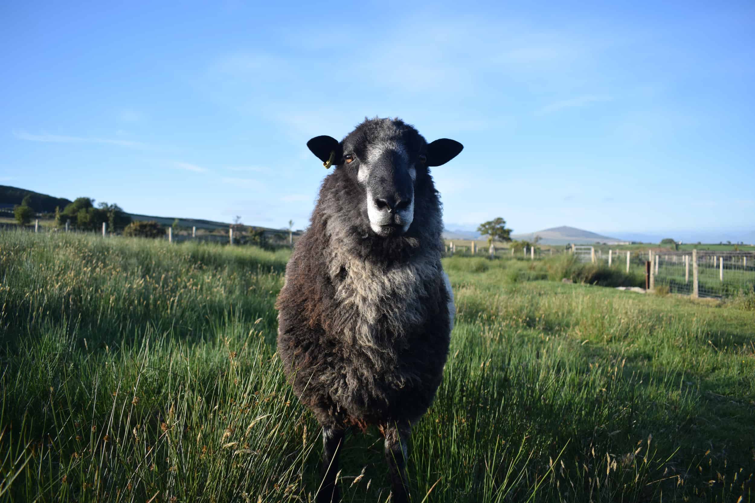 Bruno yearling ram coloured leicester longwool gotland shetland sheep crossbreed english blue kind fibre 5