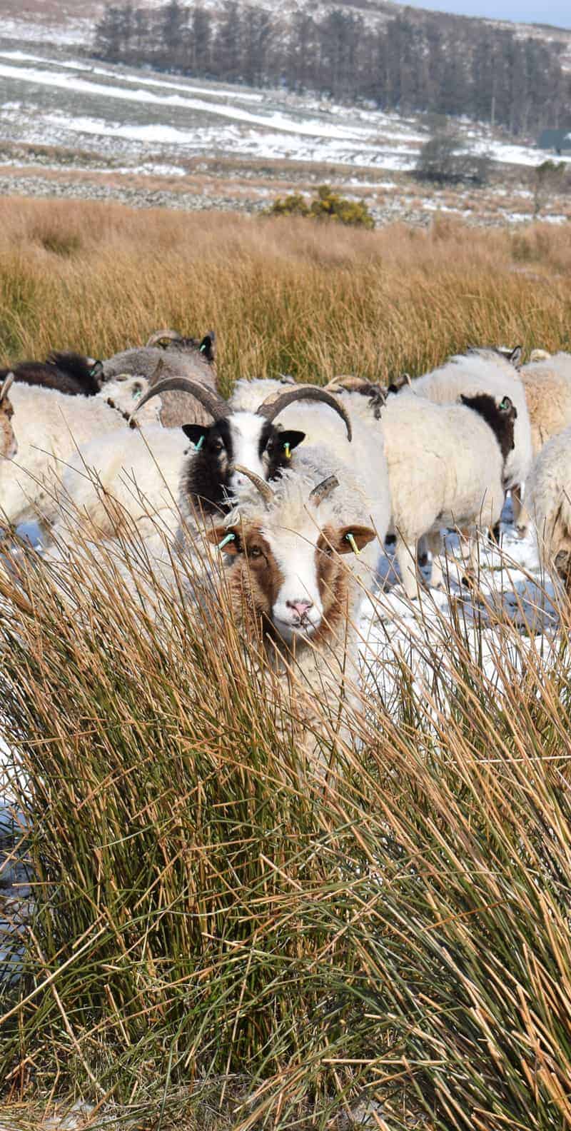 Muffn patchwork sheep moorit brown spotted jacob sheep shetland sheep snow