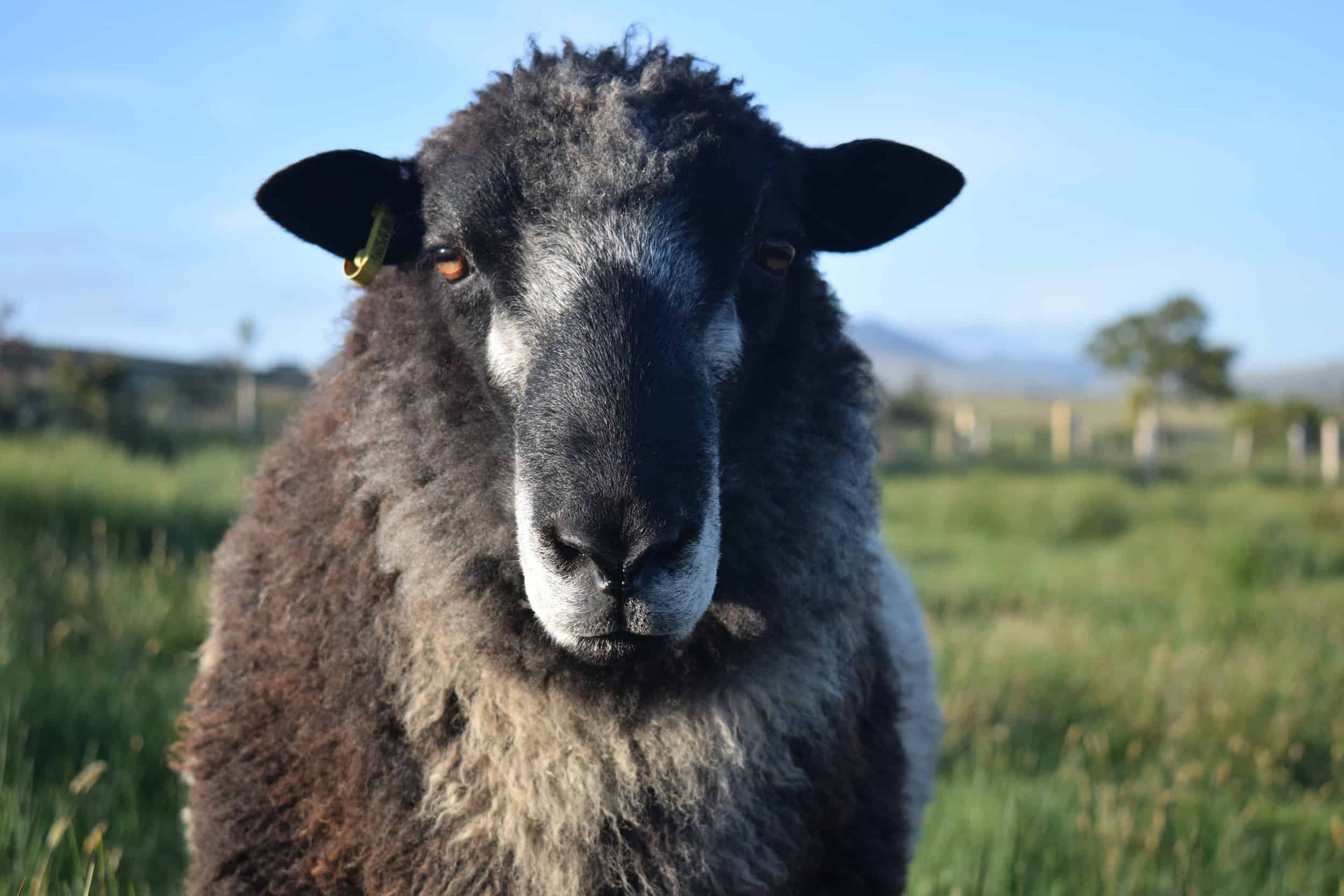 Bruno yearling ram coloured leicester longwool gotland shetland sheep crossbreed english blue kind fibre 2