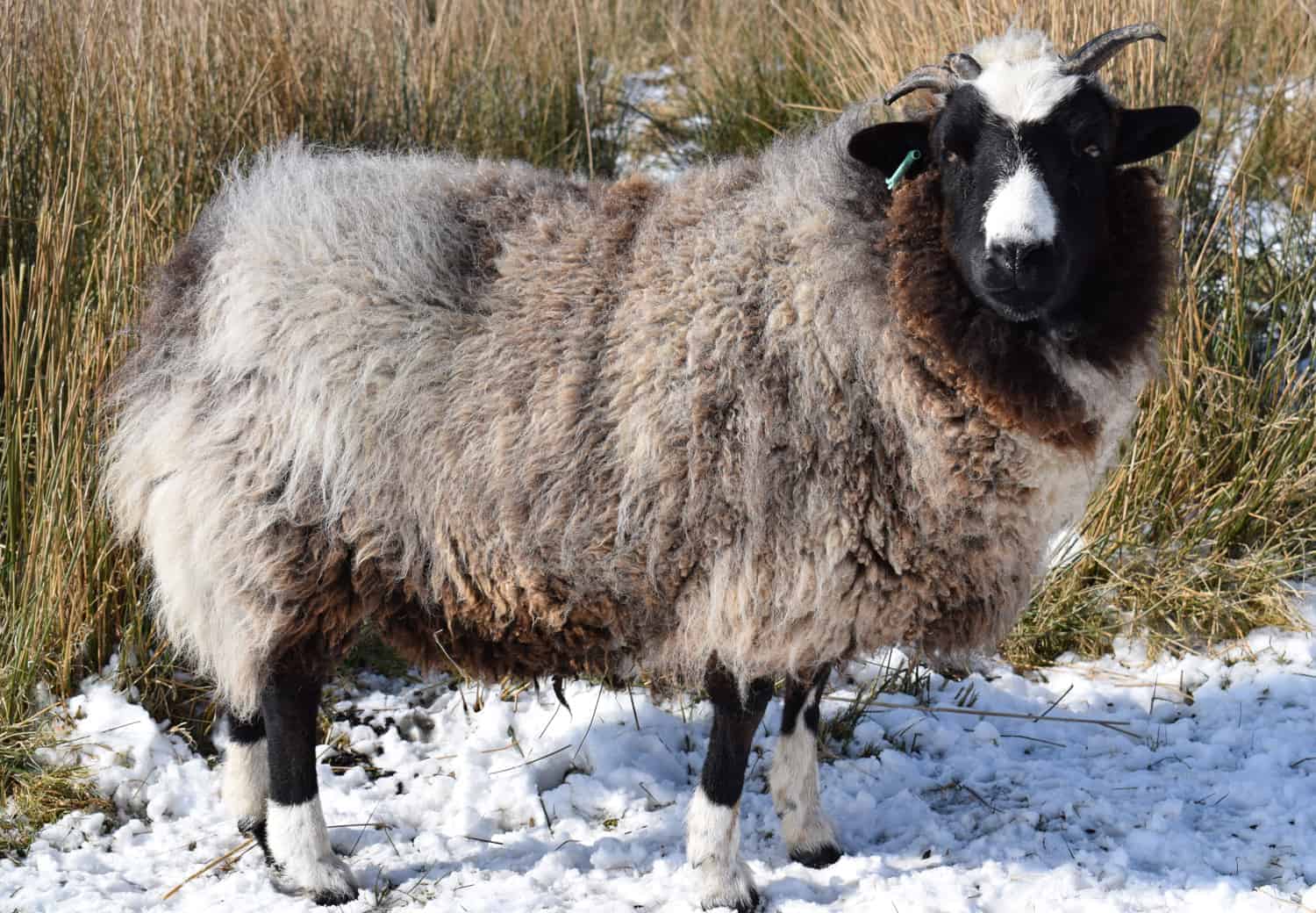 Holly snow pet lamb sheep jacob cross shetland spotted black grey white wales gwynedd british wool gifts homeware