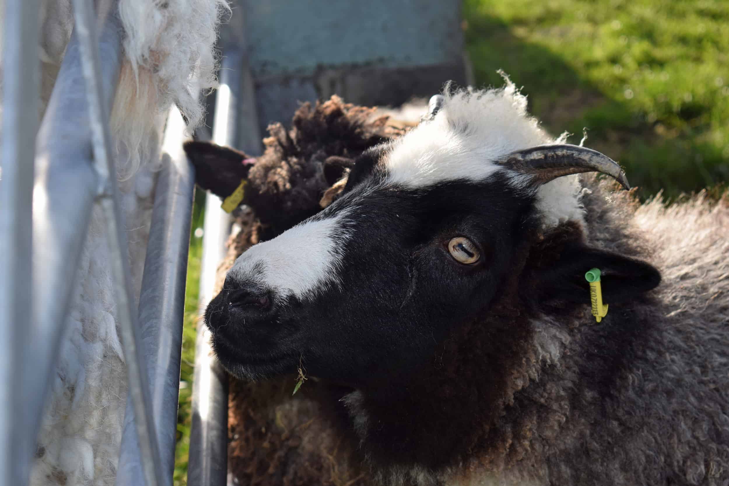 Holly pet lamb sheep jacob cross shetland spotted black grey white wales gwynedd british wool gifts homeware