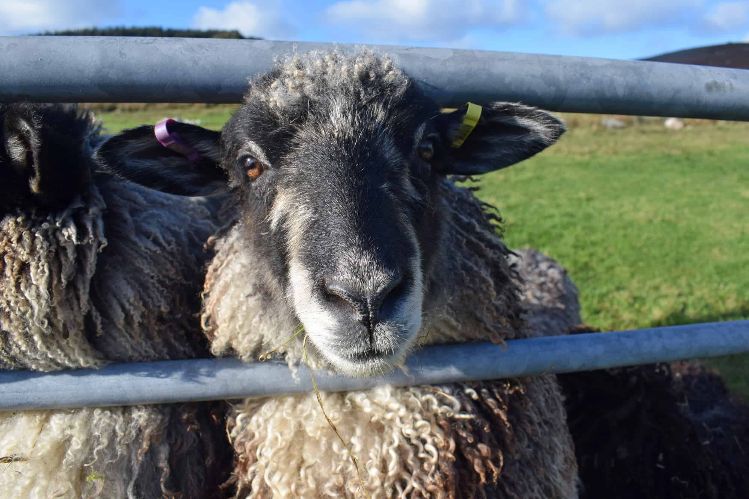 Jemima sheep farm animals coloured leicester longwool gotland sheep shetland ewe lamb kind fibre british wool grey