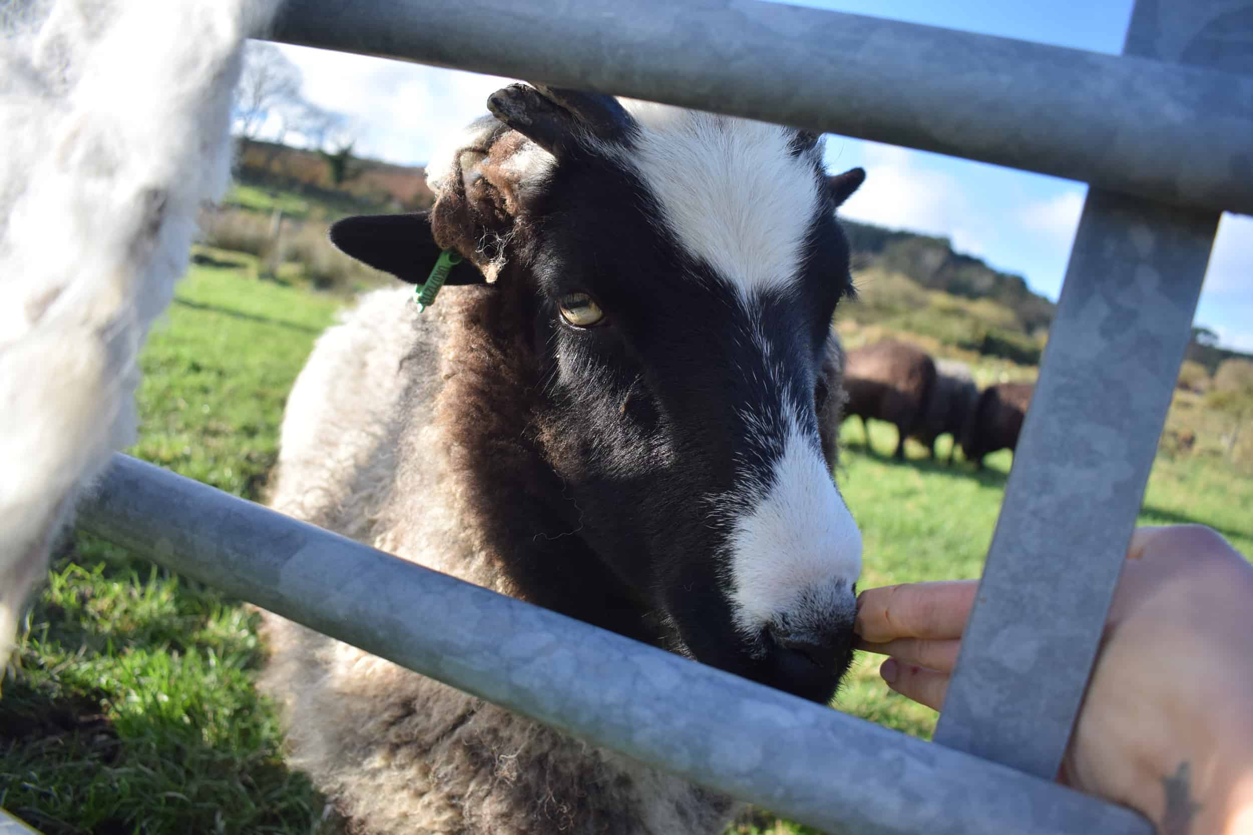 Holly pet lamb sheep jacob cross shetland spotted black grey white wales gwynedd british wool