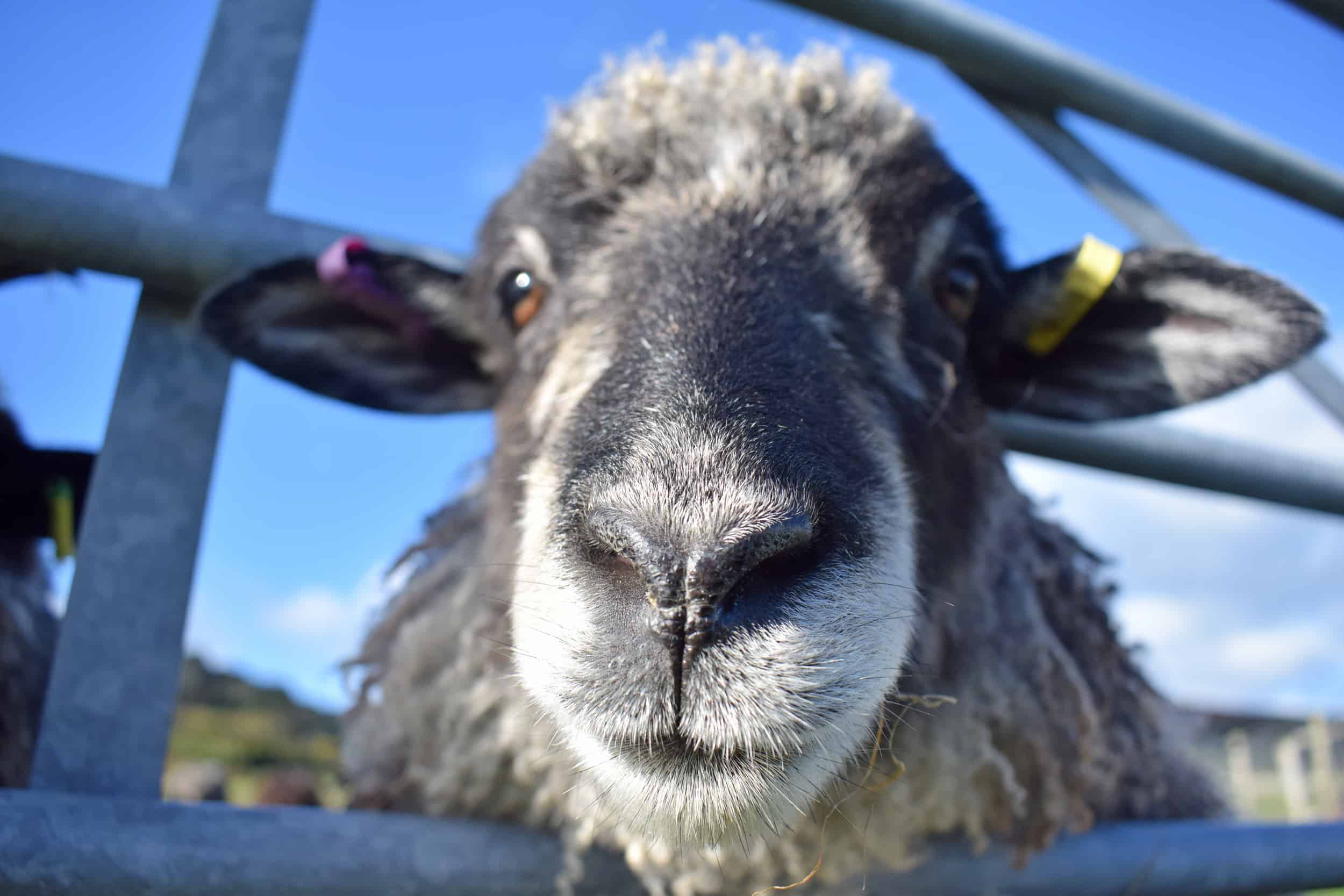 Jemima sheep farm animals coloured leicester longwool gotland sheep shetland ewe lamb kind fibre british wool grey close up