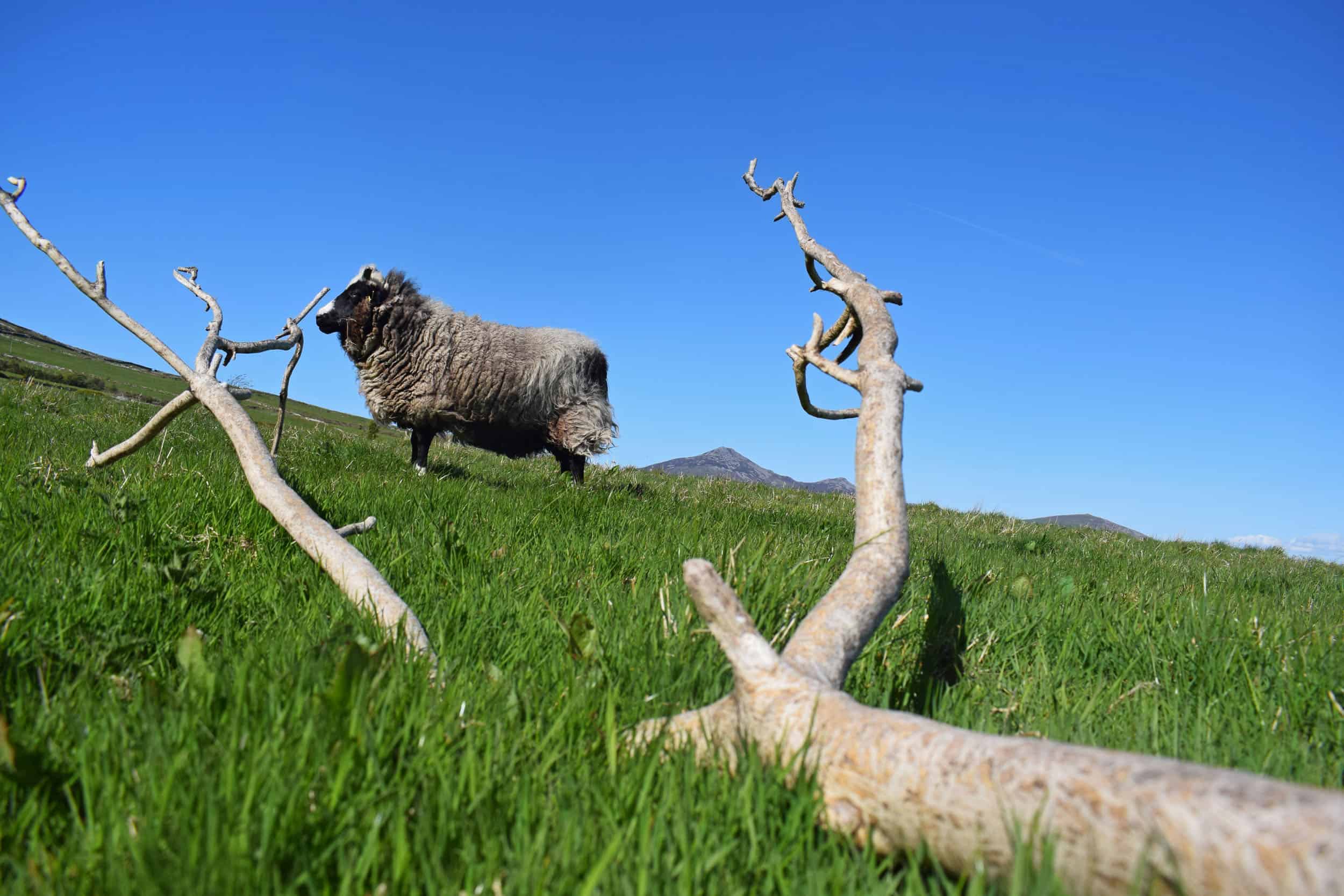 Holly pet lamb sheep jacob cross shetland spotted black grey white wales gwynedd tree ash