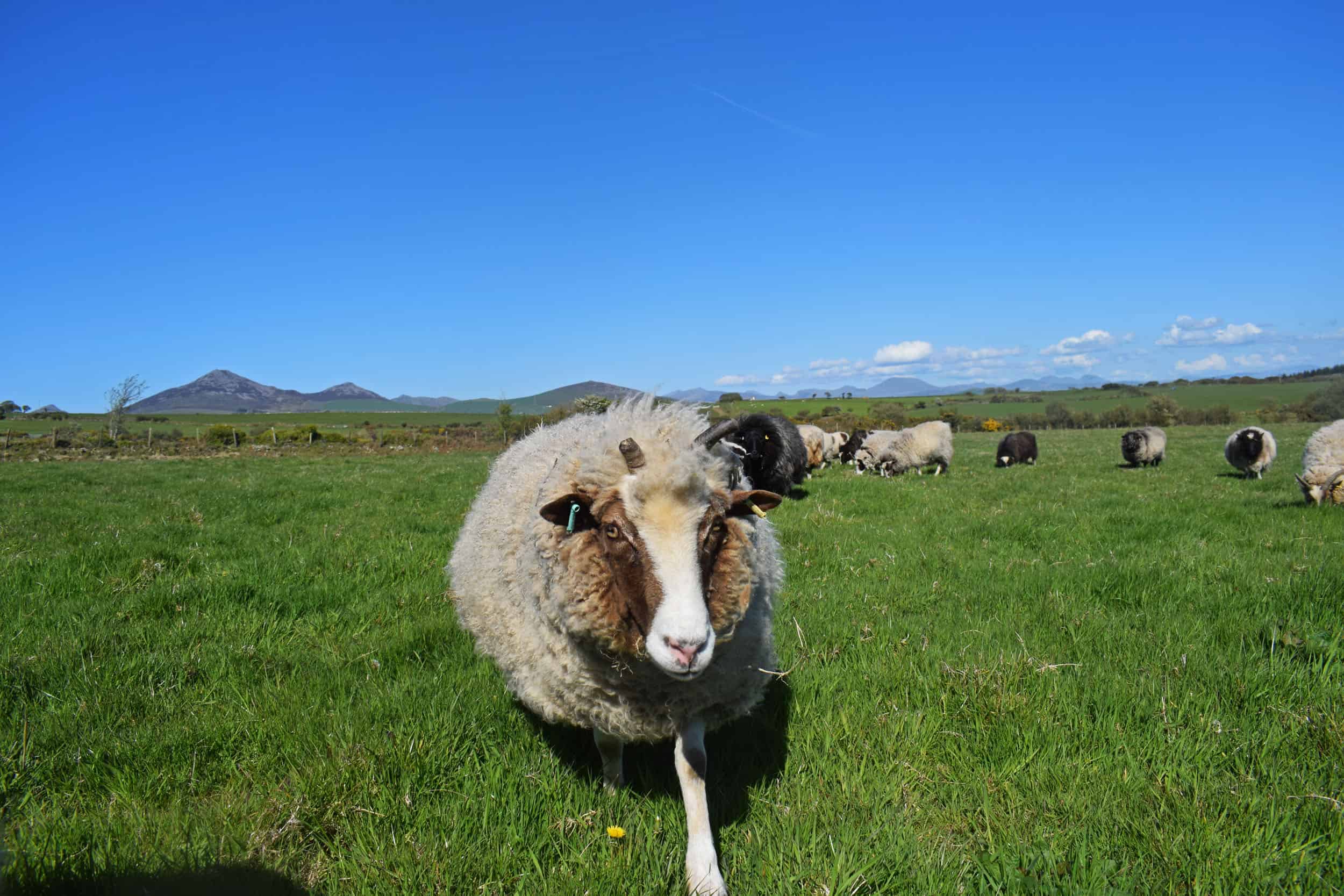 Muffn patchwork sheep moorit brown spotted jacob sheep shetland sheep 2018