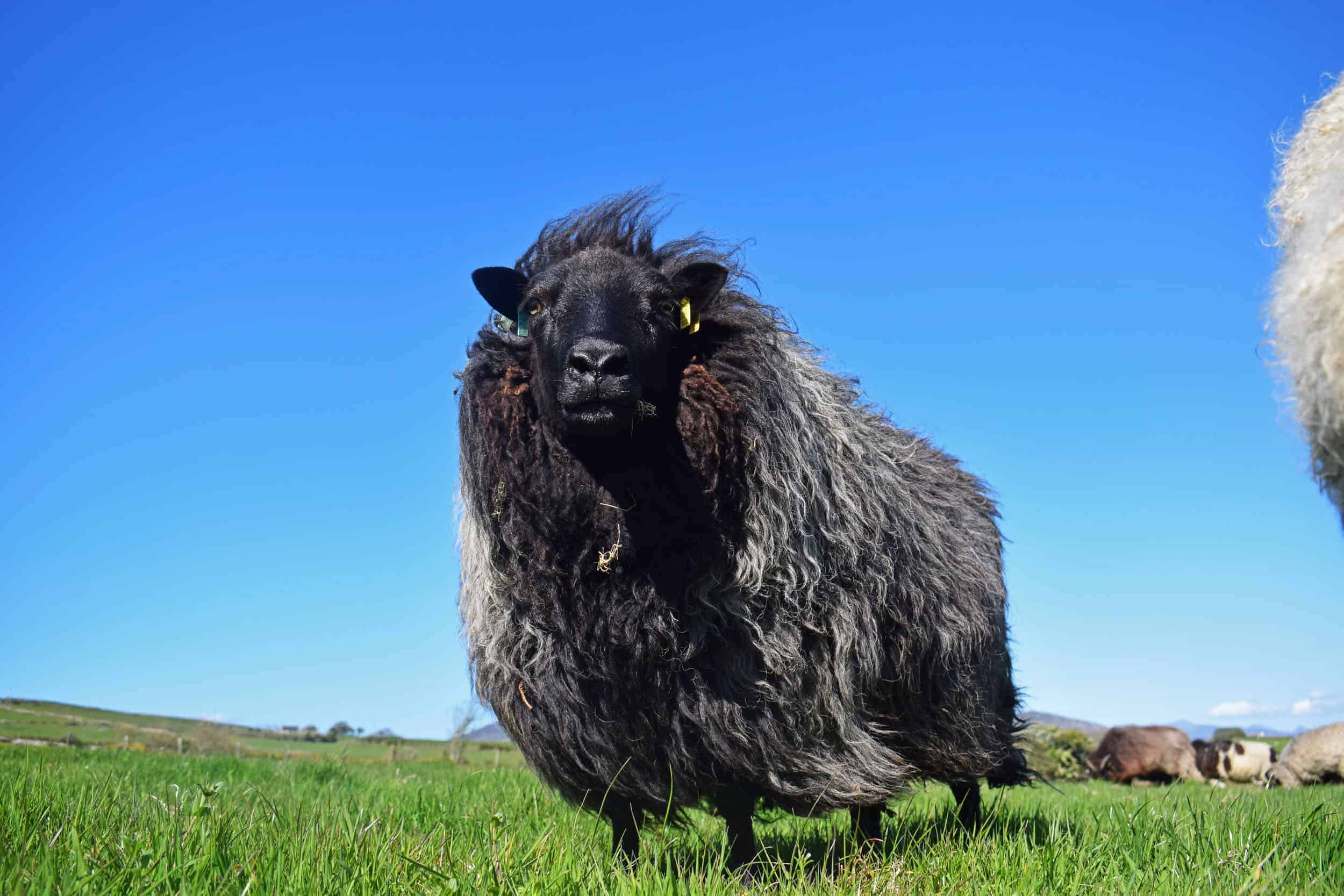 Gem black welsh mountain jacob shetland cross sheeo wild hairy black beauty 7