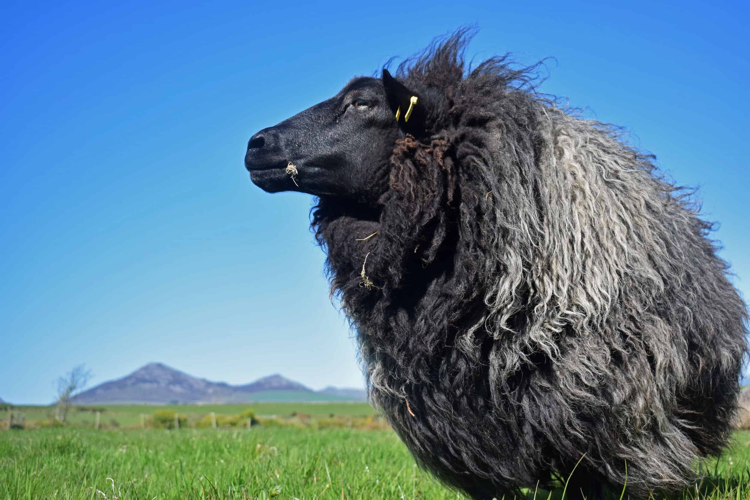 Gem black welsh mountain jacob shetland cross sheeo wild hairy black beauty 2