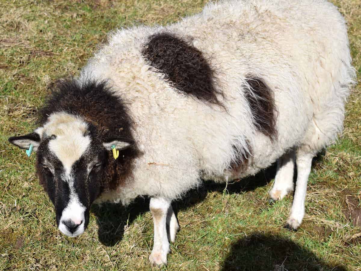 patchwork sheep spots soay cross shetland spotted ewe Fern