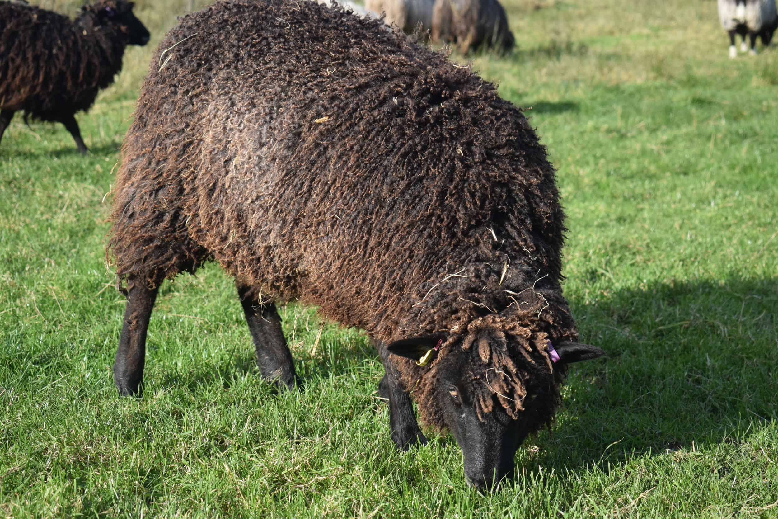 Jasmine longwool lamb races coloured leicester longwool shetland gotland sheep ewe lamb kind fibre sheep frendly ethical wool products cross diva