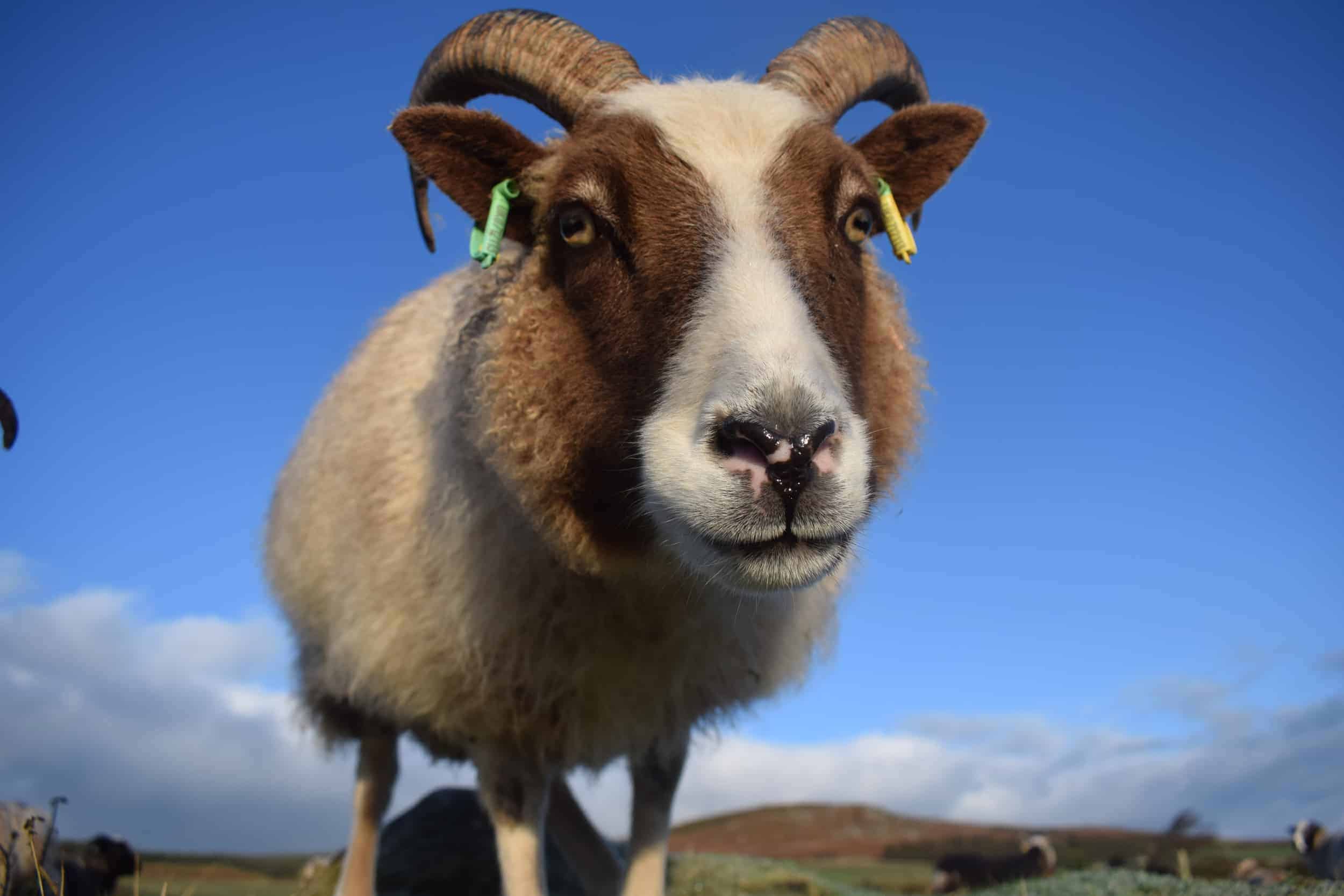 Marmalade moorit spotted patchwork sheep ethical wool soay shetland jacob sheep welsh wool