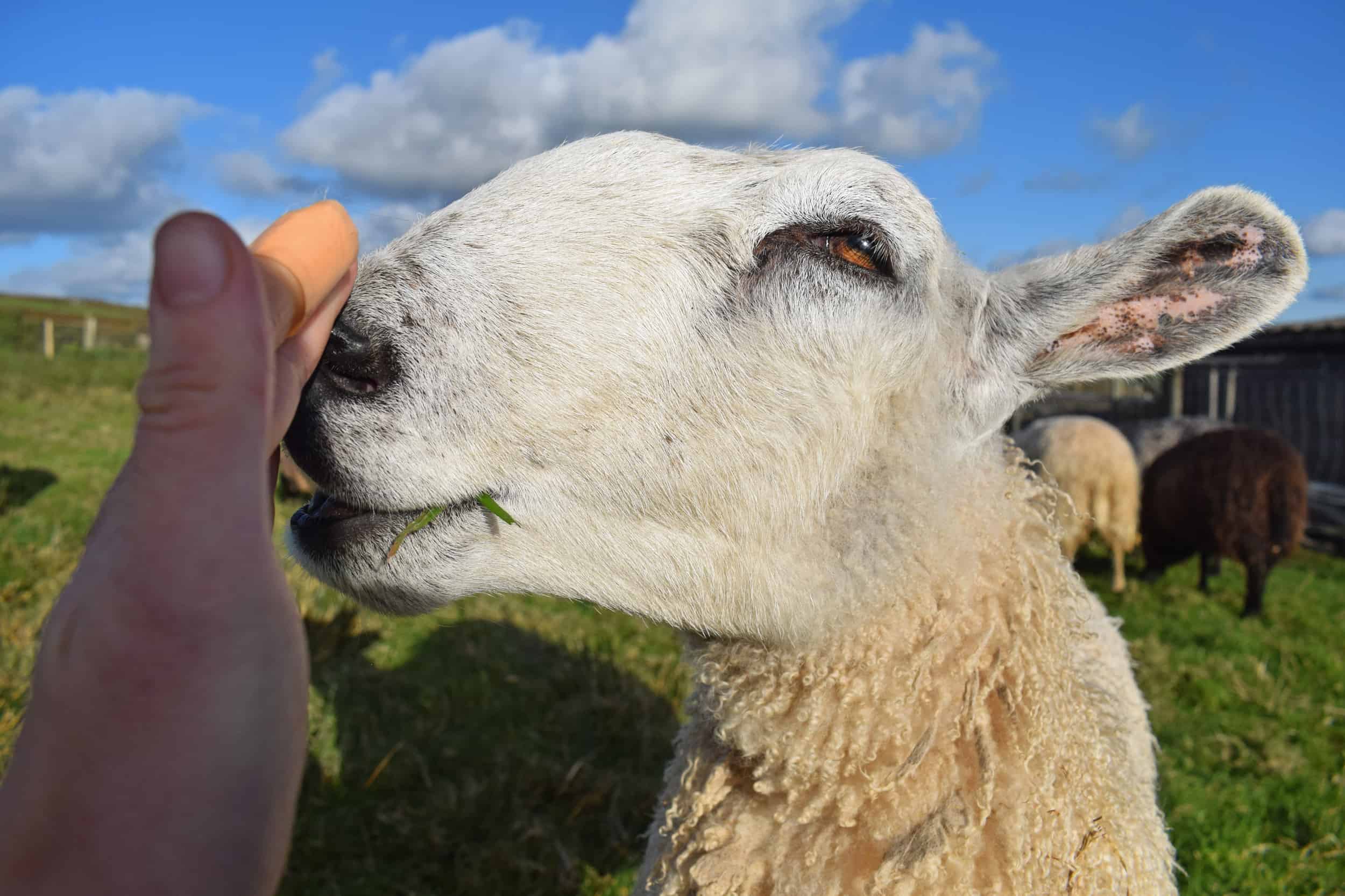 Lily bfl blueface leicester sheep ewe lamb pet bottle baby lamb roman nose