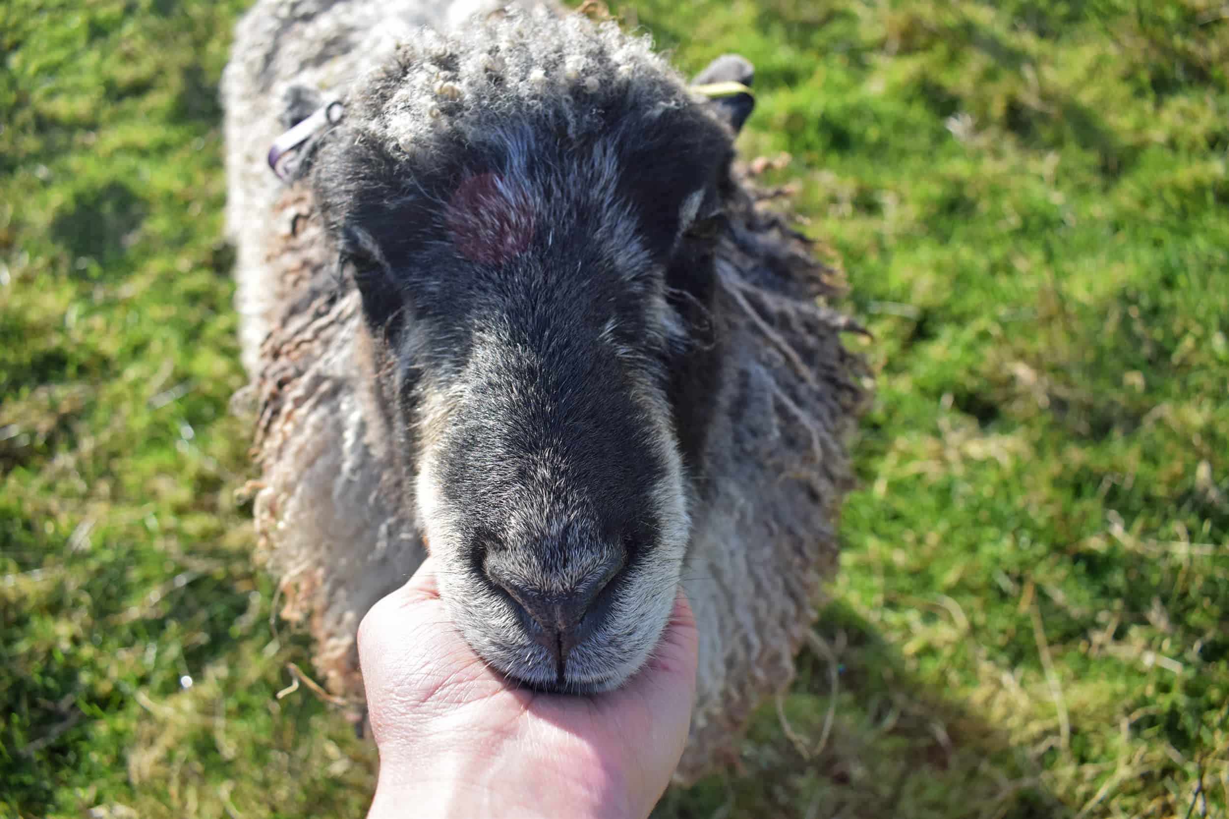Jemima sheep farm animals coloured leicester longwool gotland sheep shetland ewe lamb kind fibre british wool grey animal friends