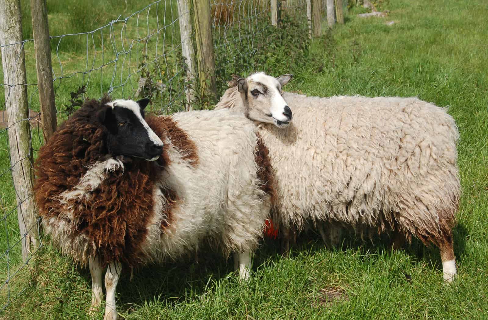 Phlox Smudge patchwork sheep coarse kemp wool