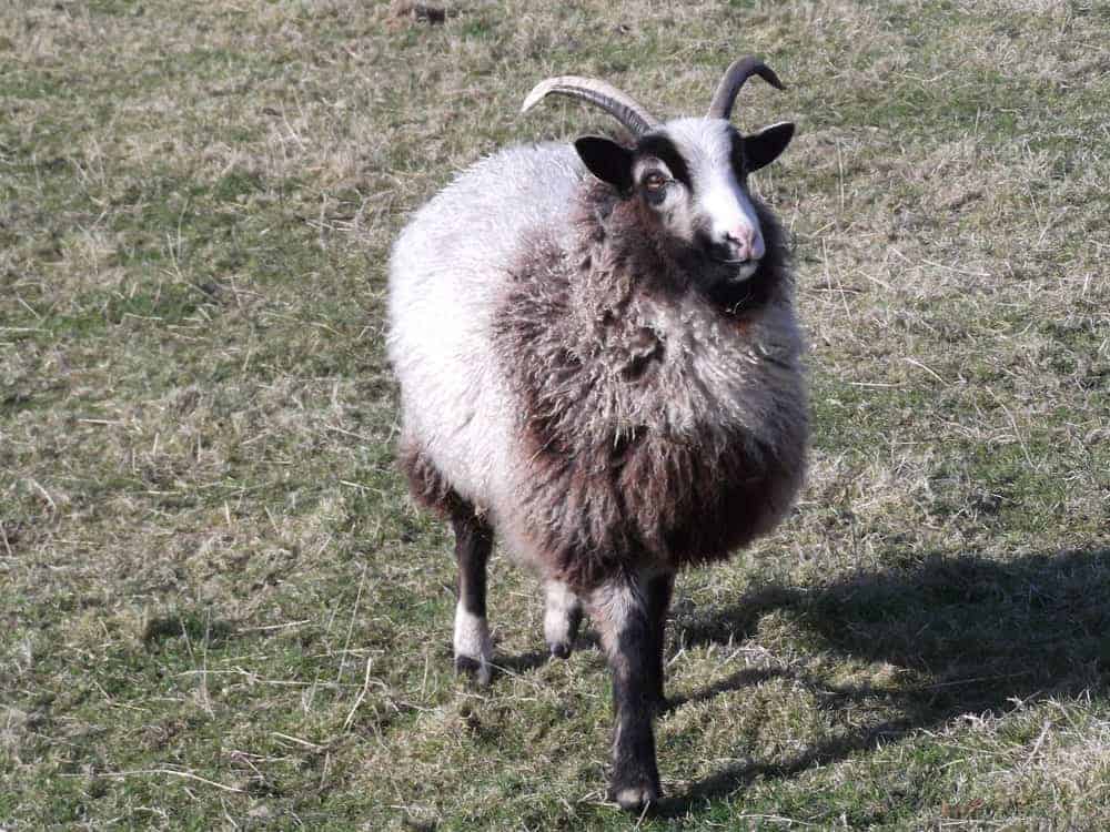 Poppy katmoget badgerface shetland cross jacob sheep lamb yearling
