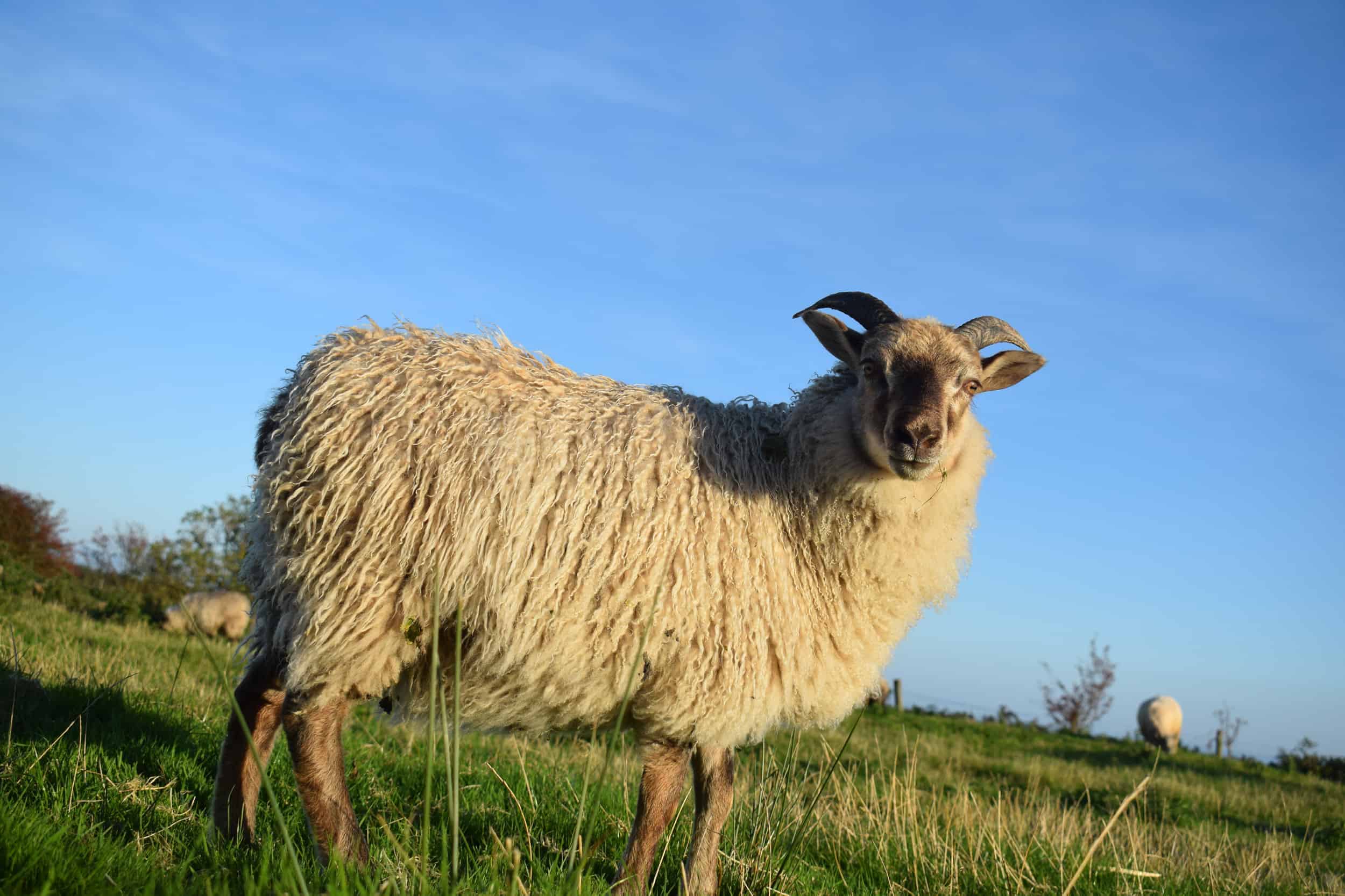 Sorrel patchwork sheep icelandic soay sheep rosted mouflon 4
