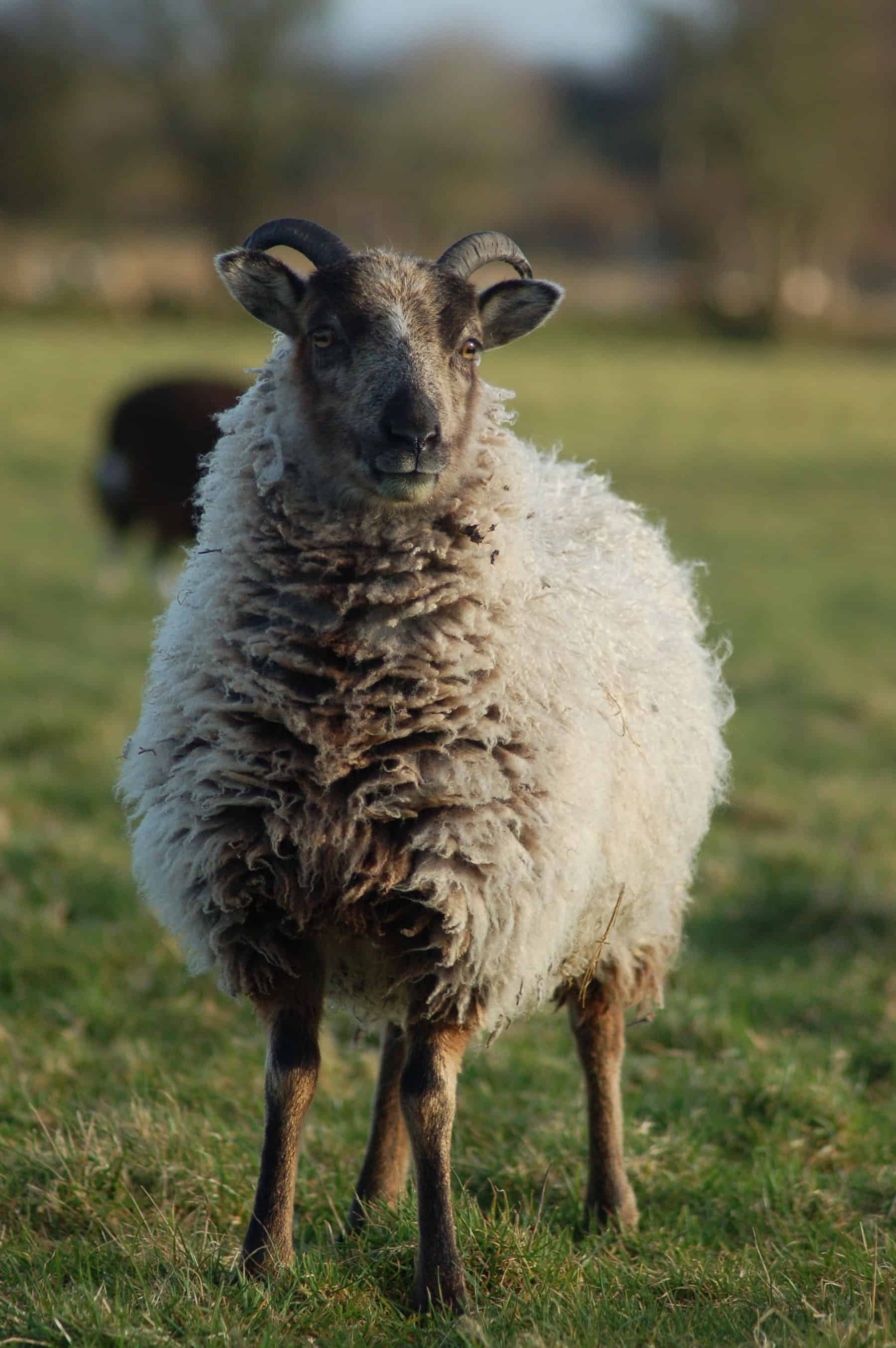 Daisy soay cross shetland sheep patchwork sheep badgerface 2