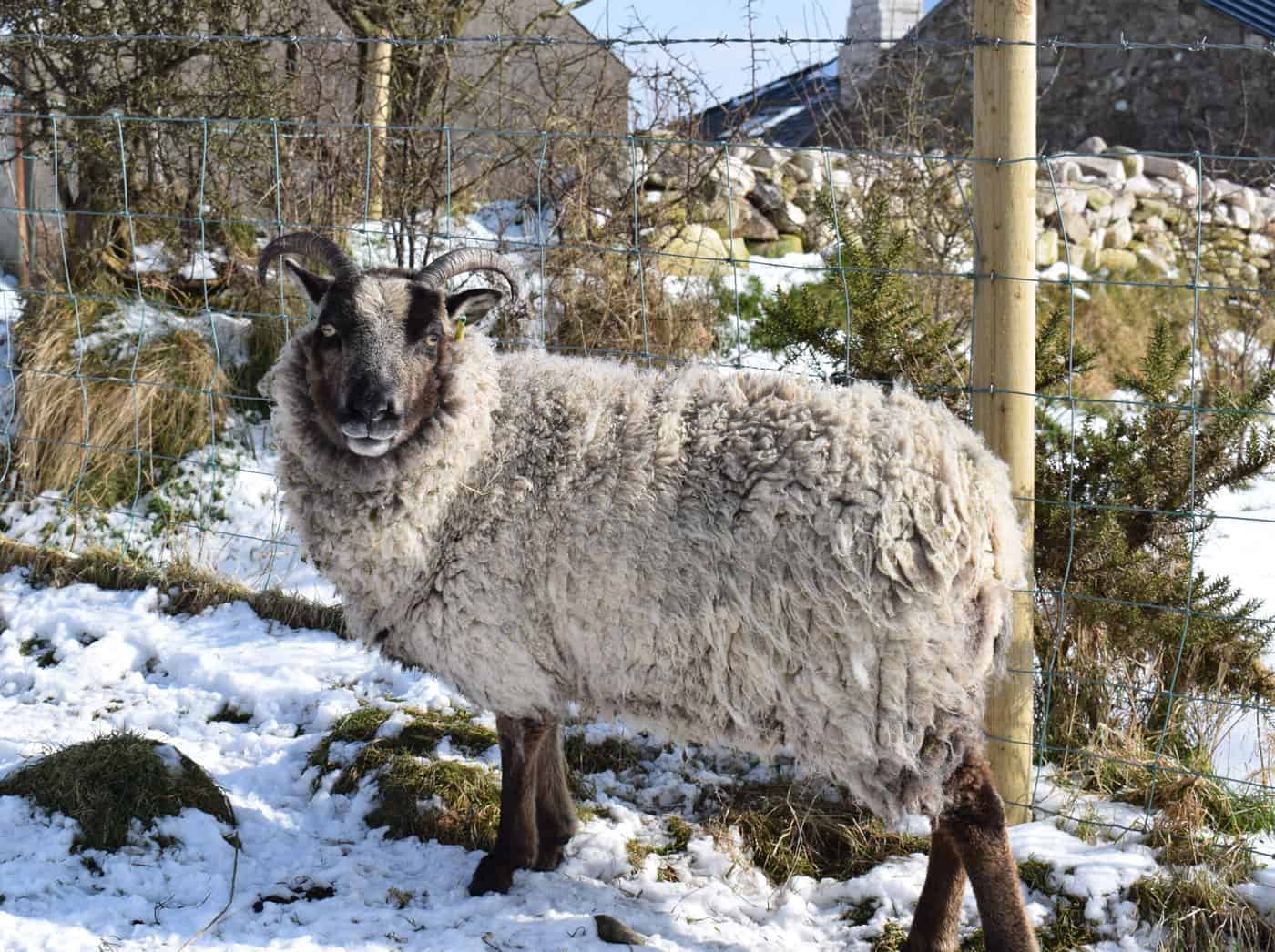 Daisy soay cross shetland sheep patchwork sheep badgerface