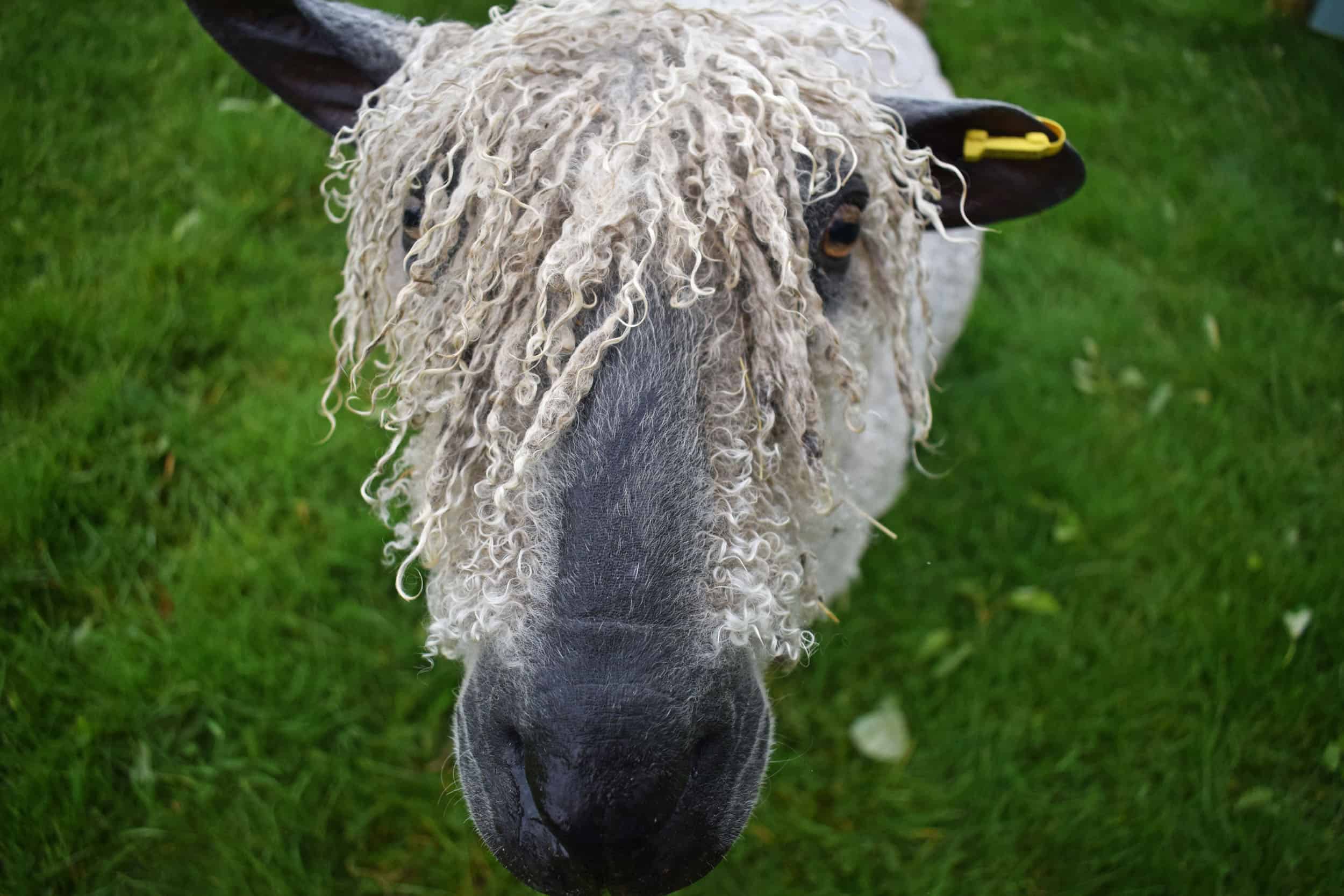 Hagrid wensleydale sheep ewe patchwork sheep wool pet sheep