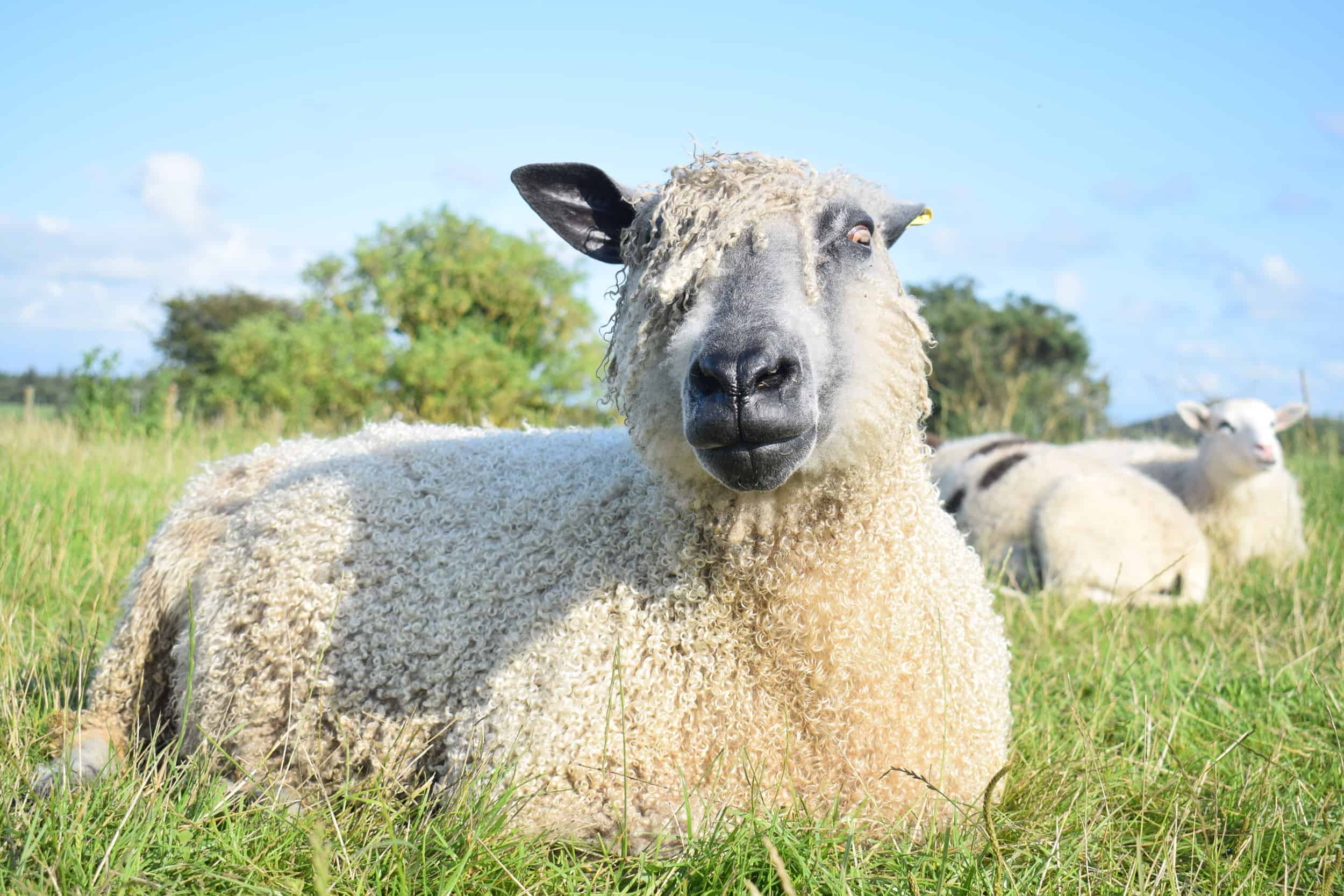 Hagrid wensleydale sheep ewe patchwork sheep wool 2