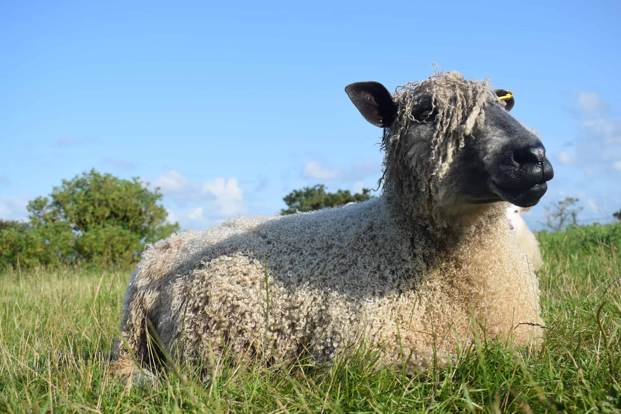 Hagrid wensleydale sheep ewe patchwork sheep wool curly