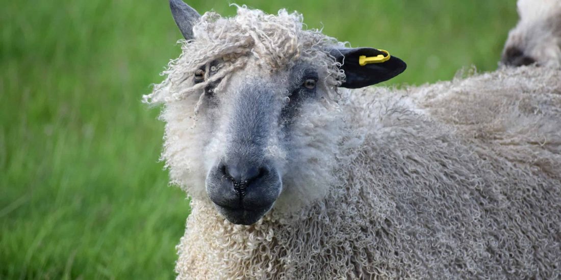 hagrid patchwork sheep