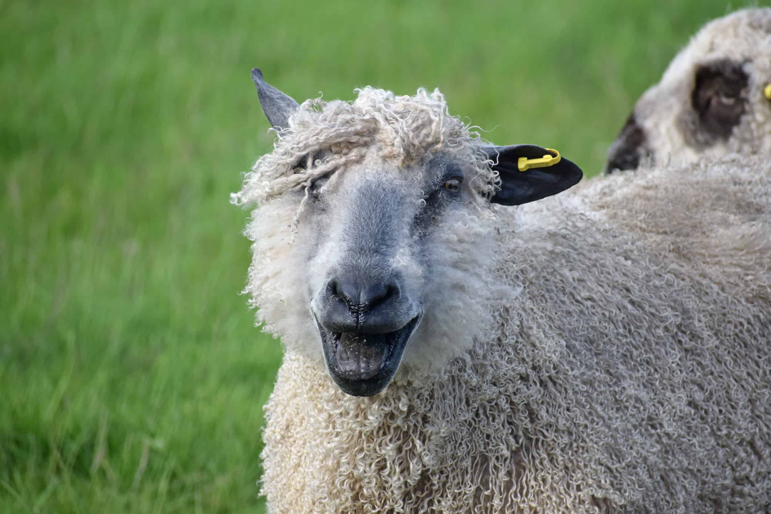 Hagrid wensleydale sheep ewe patchwork sheep wool kind fiber