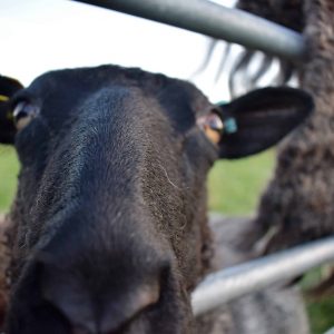 frieda gotland sheep