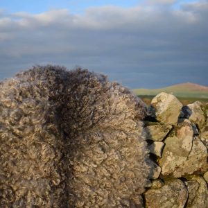 vegetarian sheepskin rug