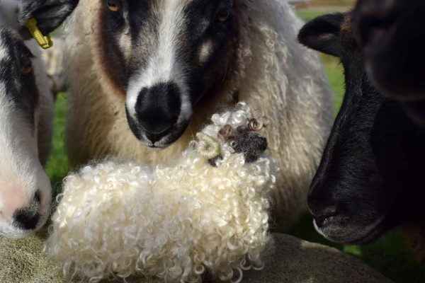 needle felted sheep