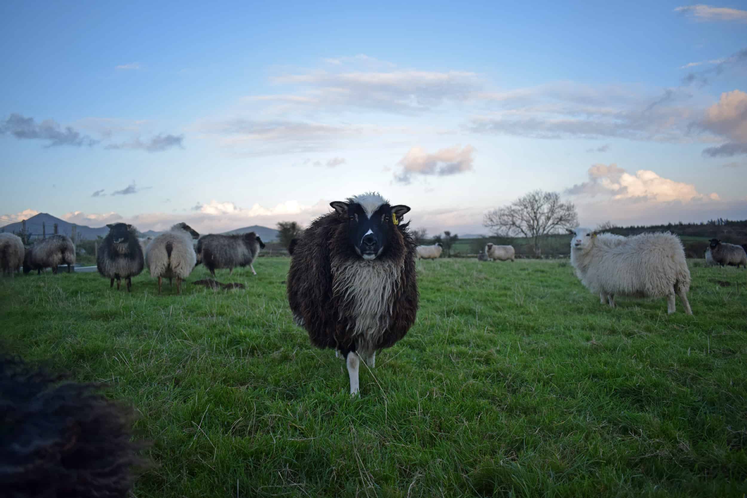 North Wales Icelandic sheep