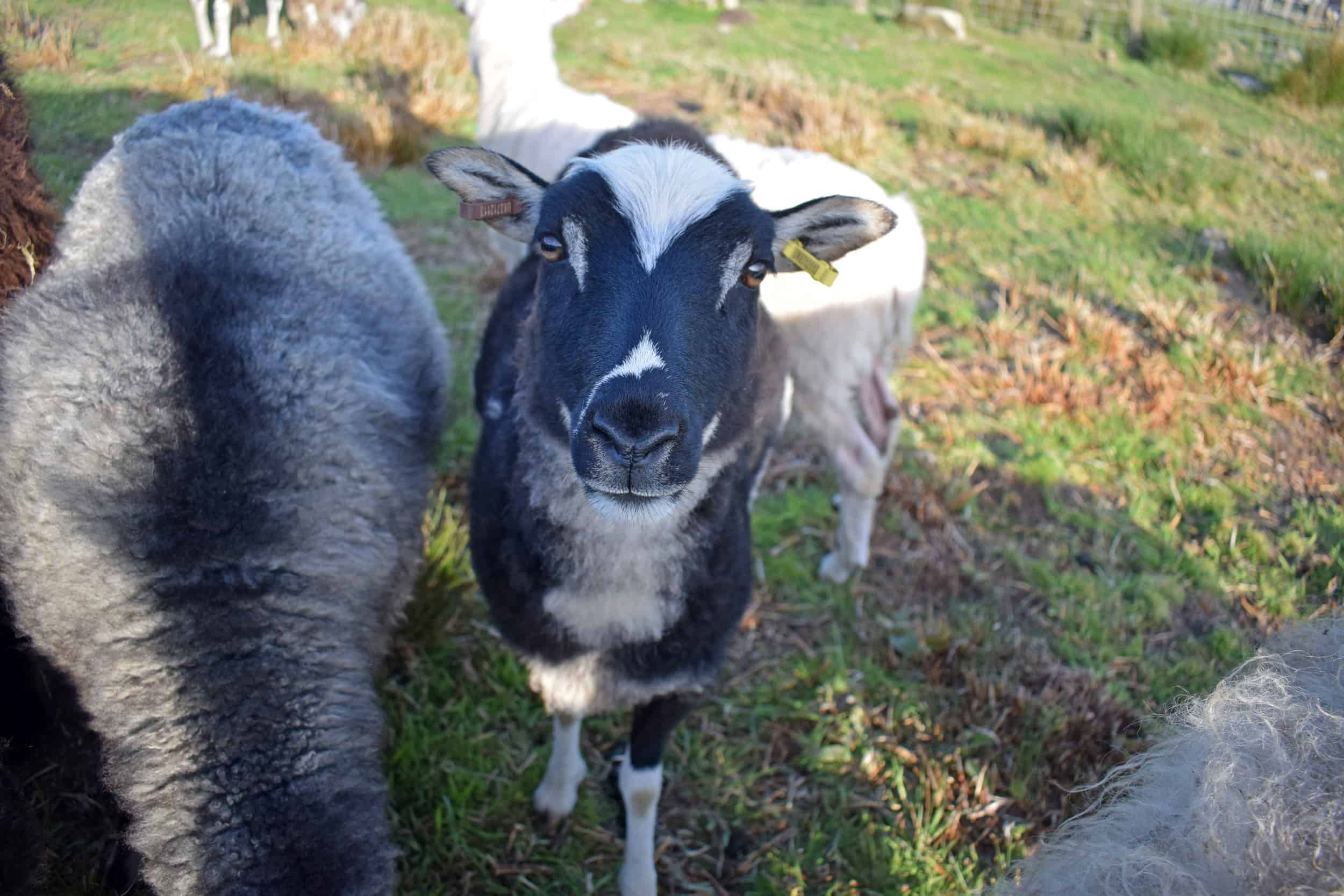 Lupin patchwork sheep icelandic cross soay jacob black mouflon beautiful natural 5